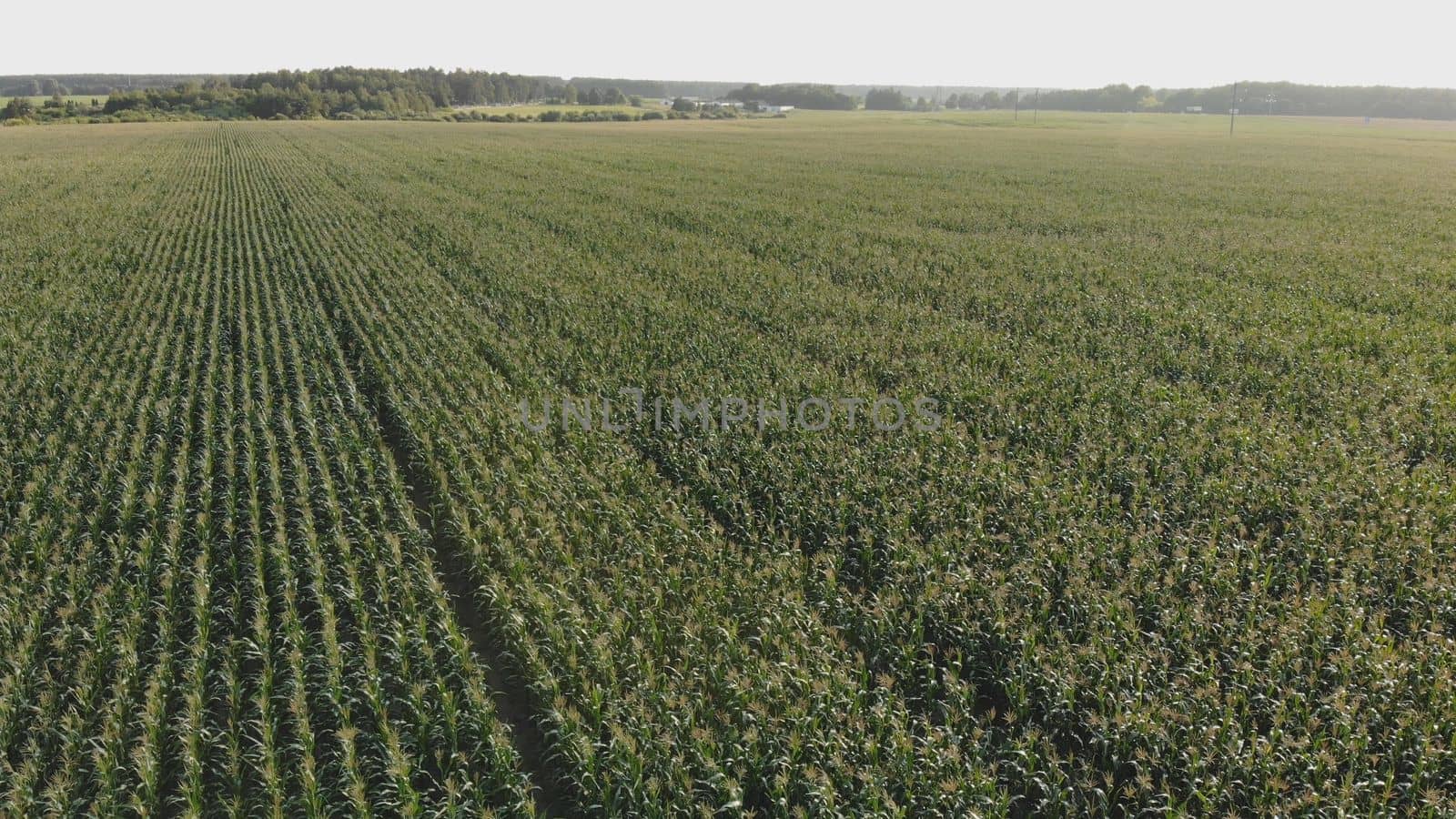 A cornfield of green by the city. Drone video