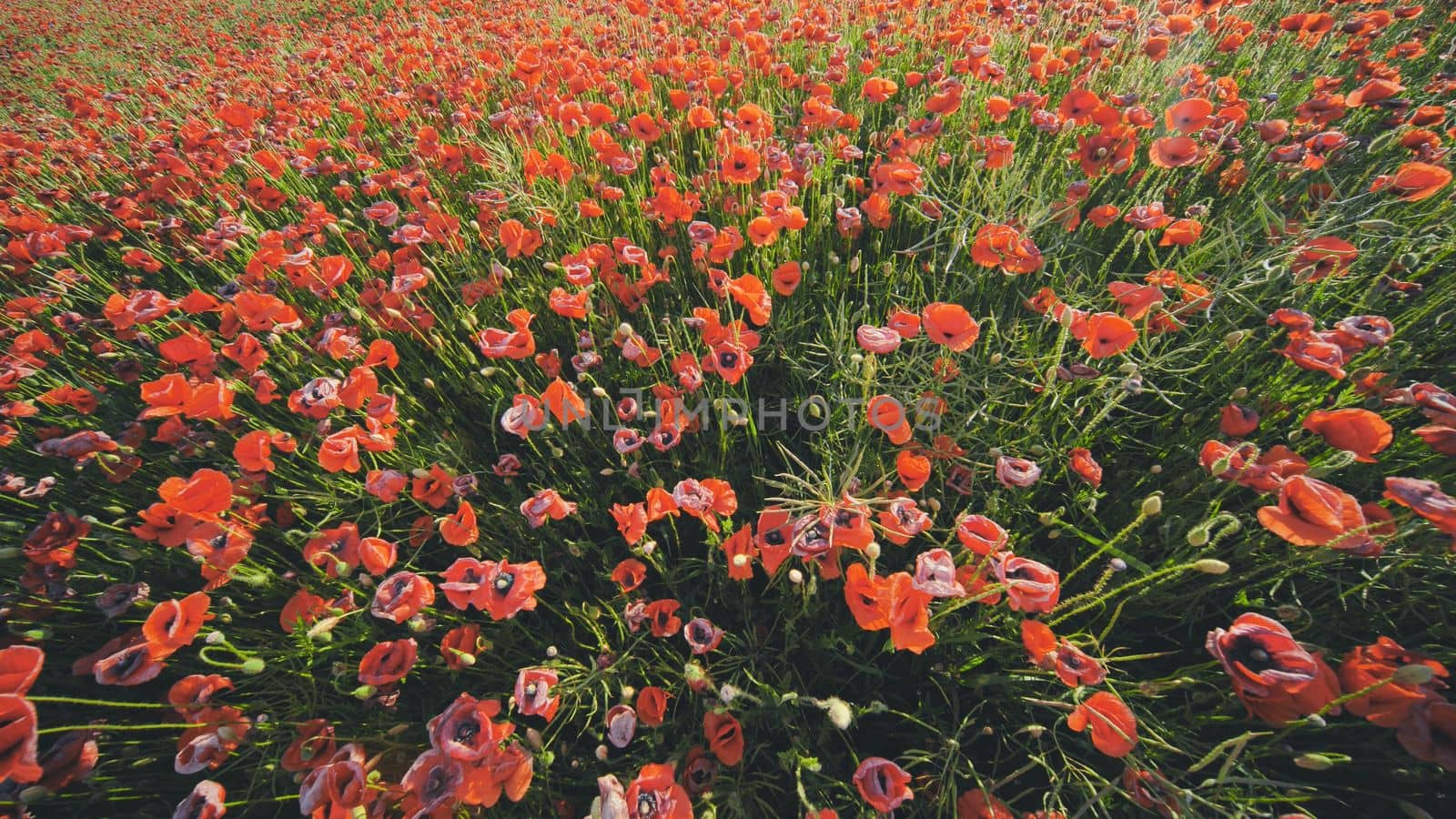 A large field of red poppy flowers at sunset