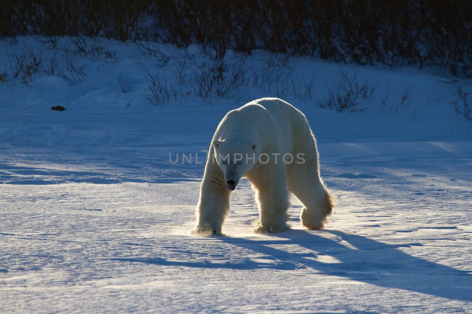 Polar bear or Ursus maritimus walking along on snow in low light, near Churchill, Manitoba Canada