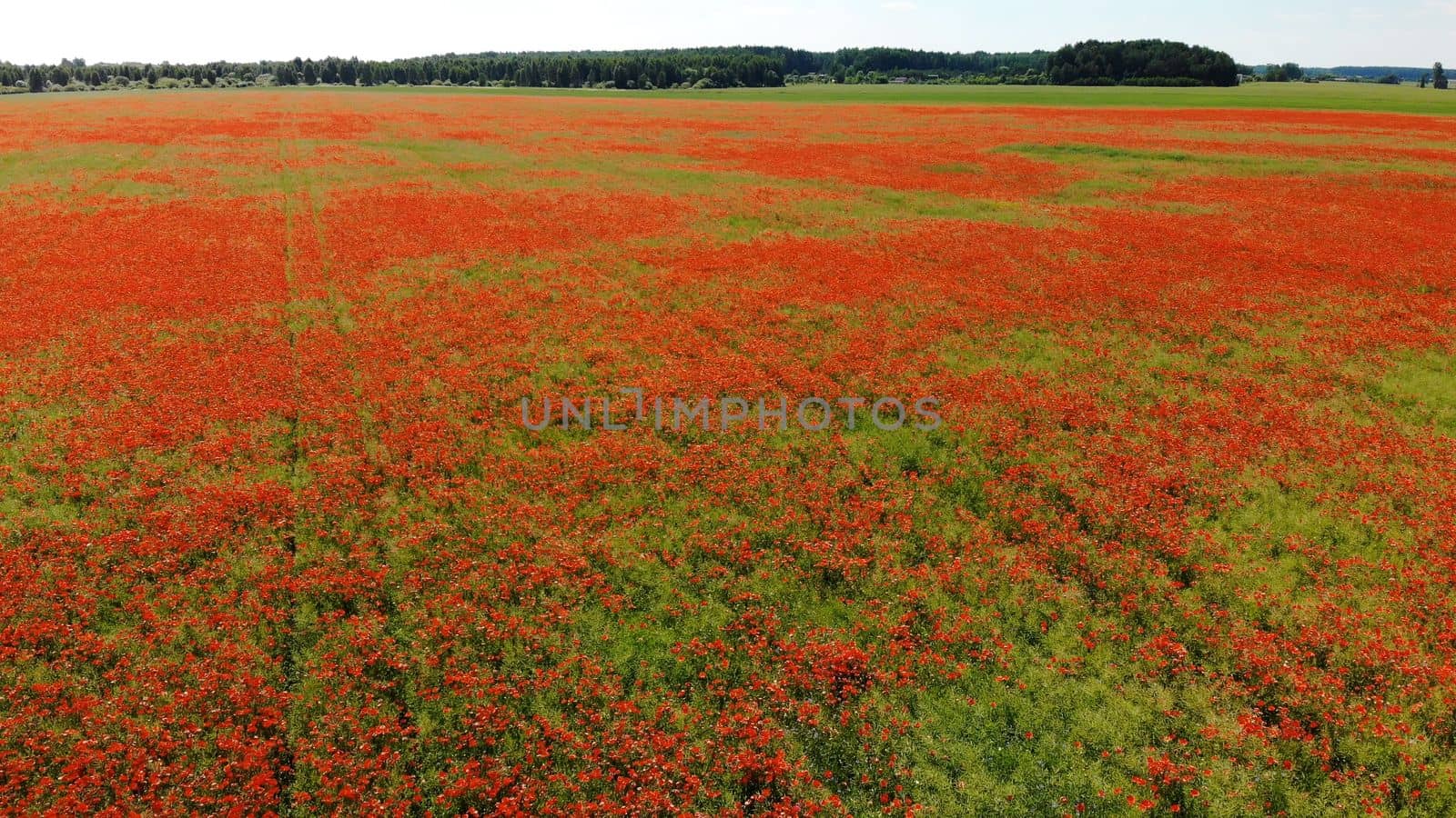 A red field of poppy flowers. Aerial view