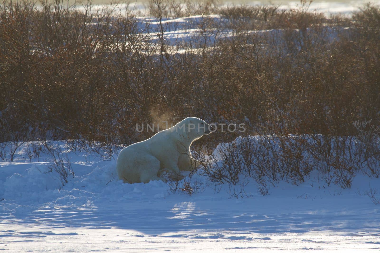 A polar bear or ursus maritumus shaking snow off with a second polar bear hiding behind willows, near Churchill, Manitoba Canada