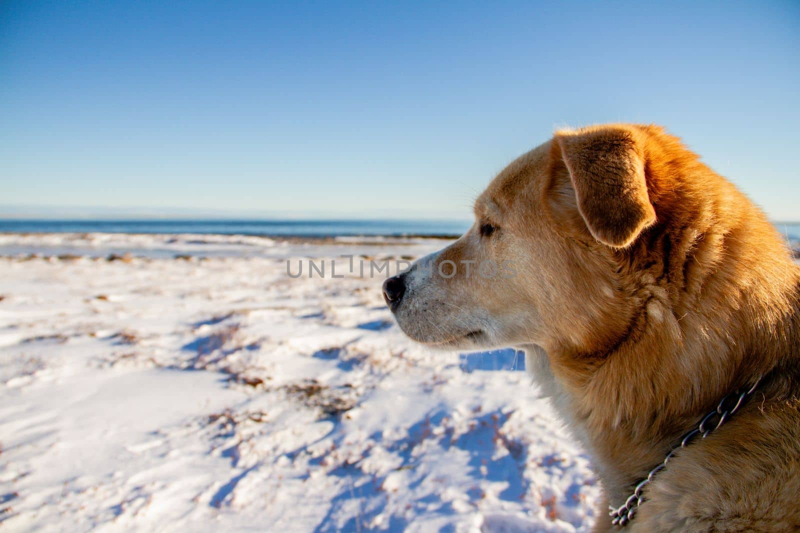 Close-up of a yellow Labrador dog staring with a snowy arctic landscape in the background by Granchinho