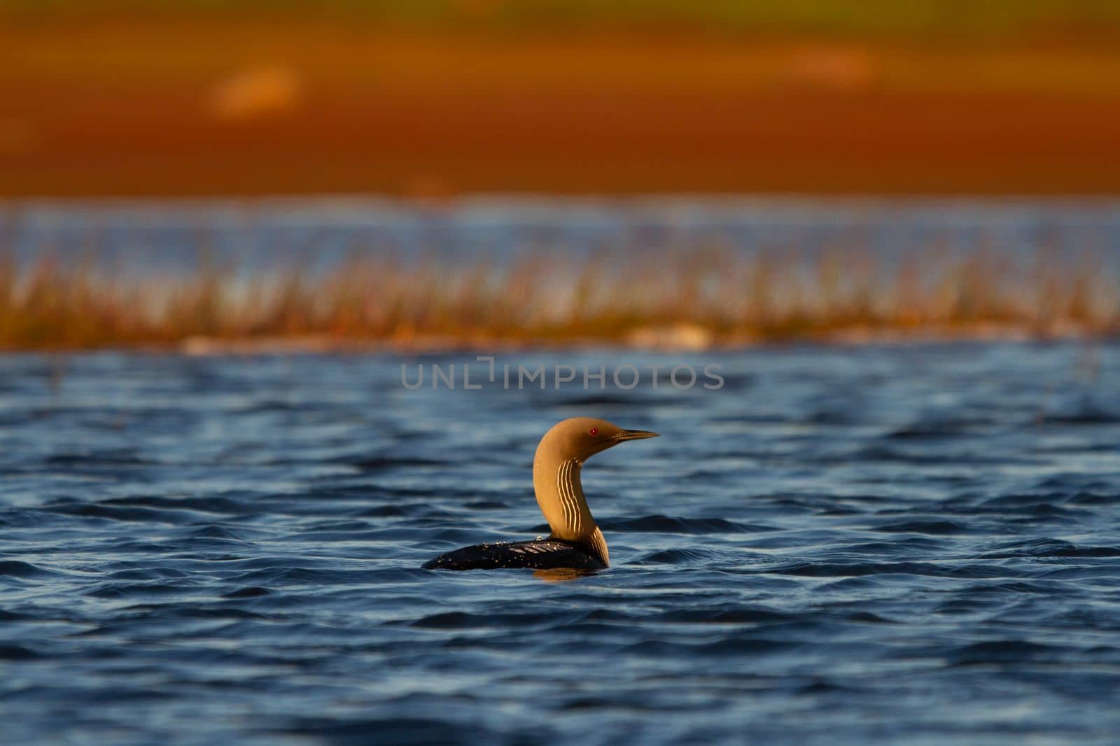An adult Pacific Loon or Pacific Diver swimming around in an arctic lake with willows in the background, Arviat Nunavut