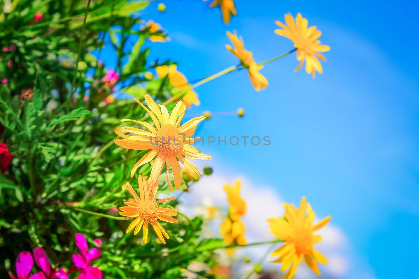 Colorful flowers in rustic balcony at springtime, Interlaken, Swiss alps