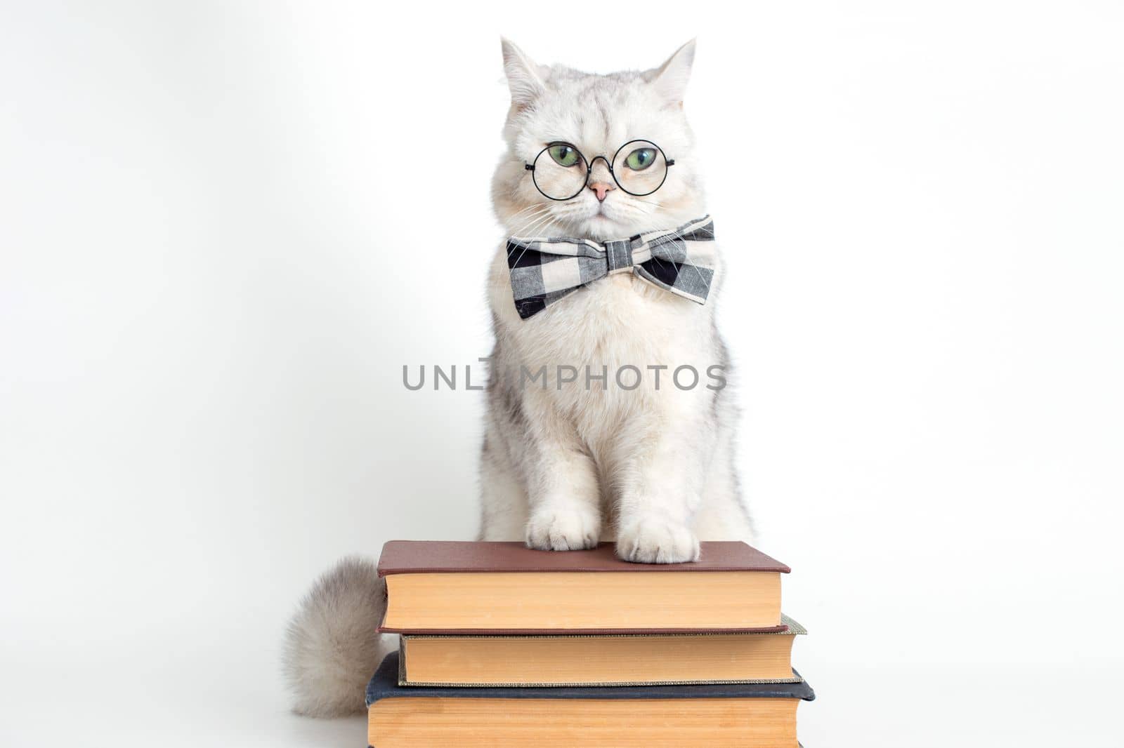 Cute serious white cat in a gray bow tie and glasses, standing on a stack of old books, isolated. Copy space