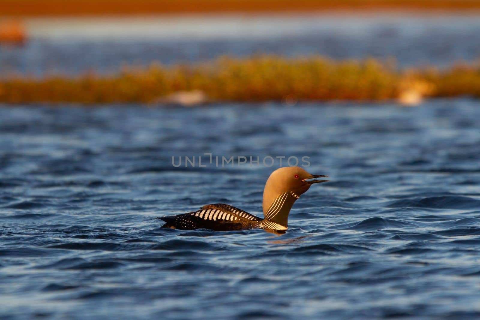 An adult Pacific Loon or Pacific Diver swimming around in an arctic lake while calling by Granchinho