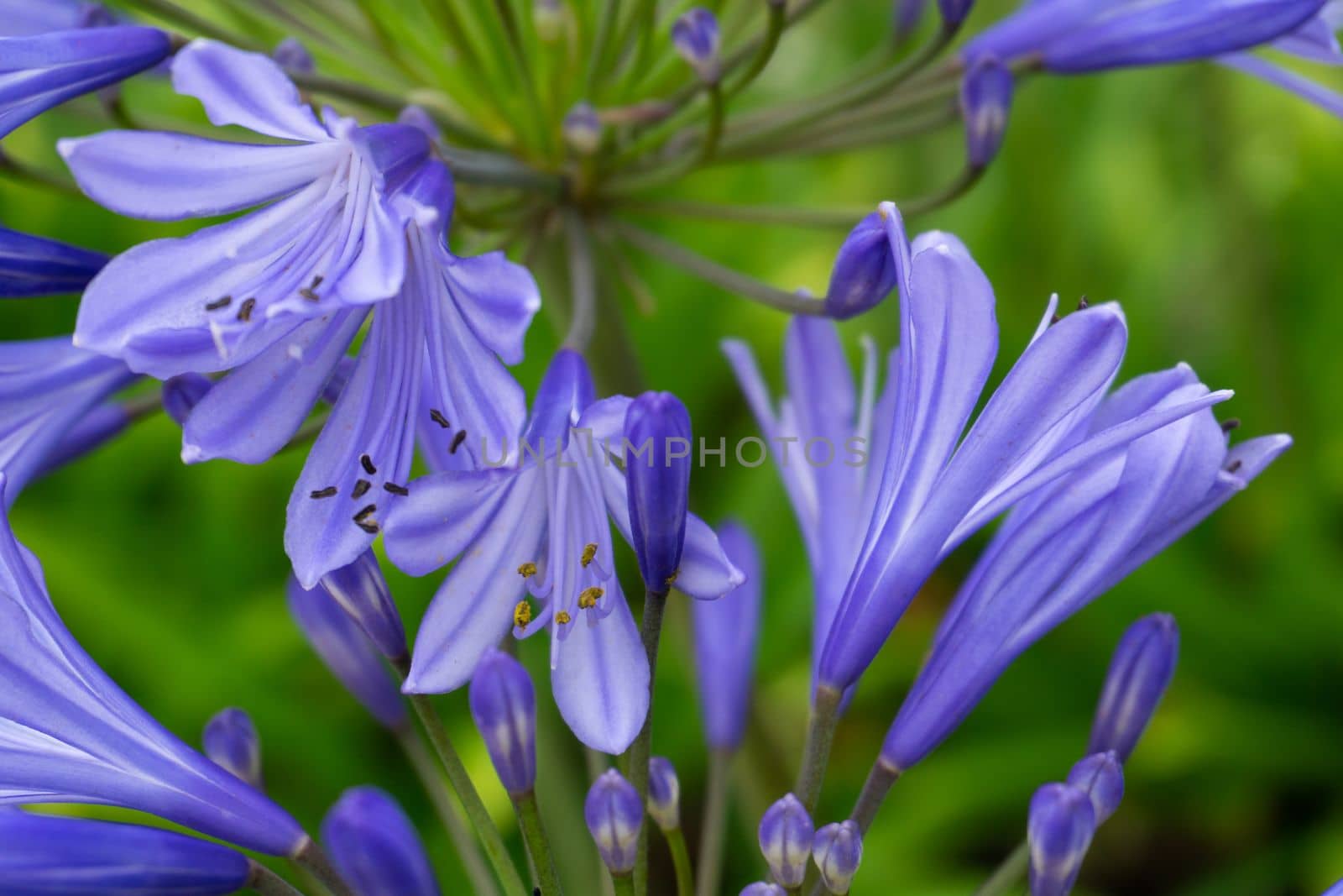 Lilac inflorescences of African Agapanthus in the garden close up