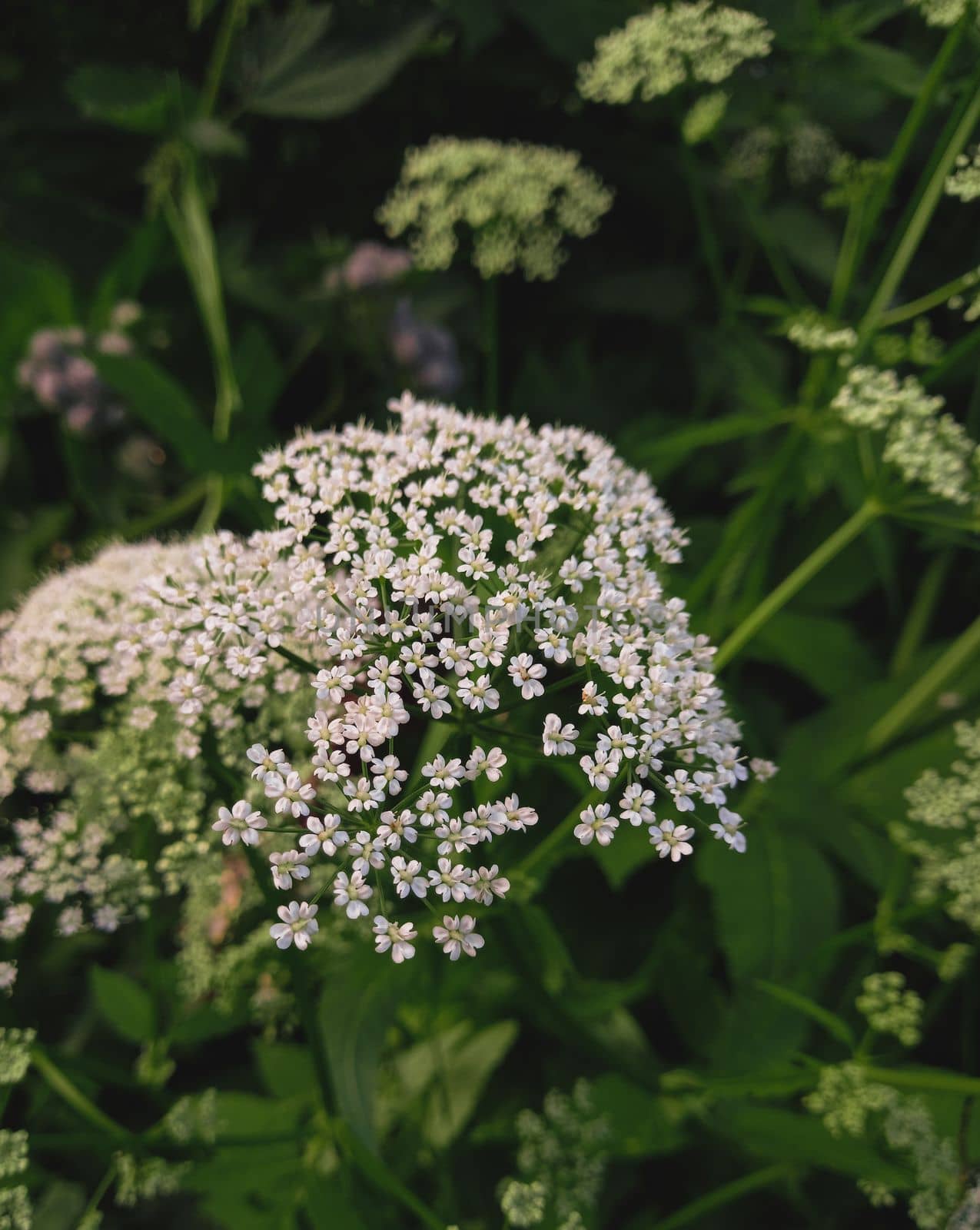 Green Hemlock flowers and leaves nature background. Nature hemlock background. Green hemlock foliage texture, leaf nature background. High quality photo