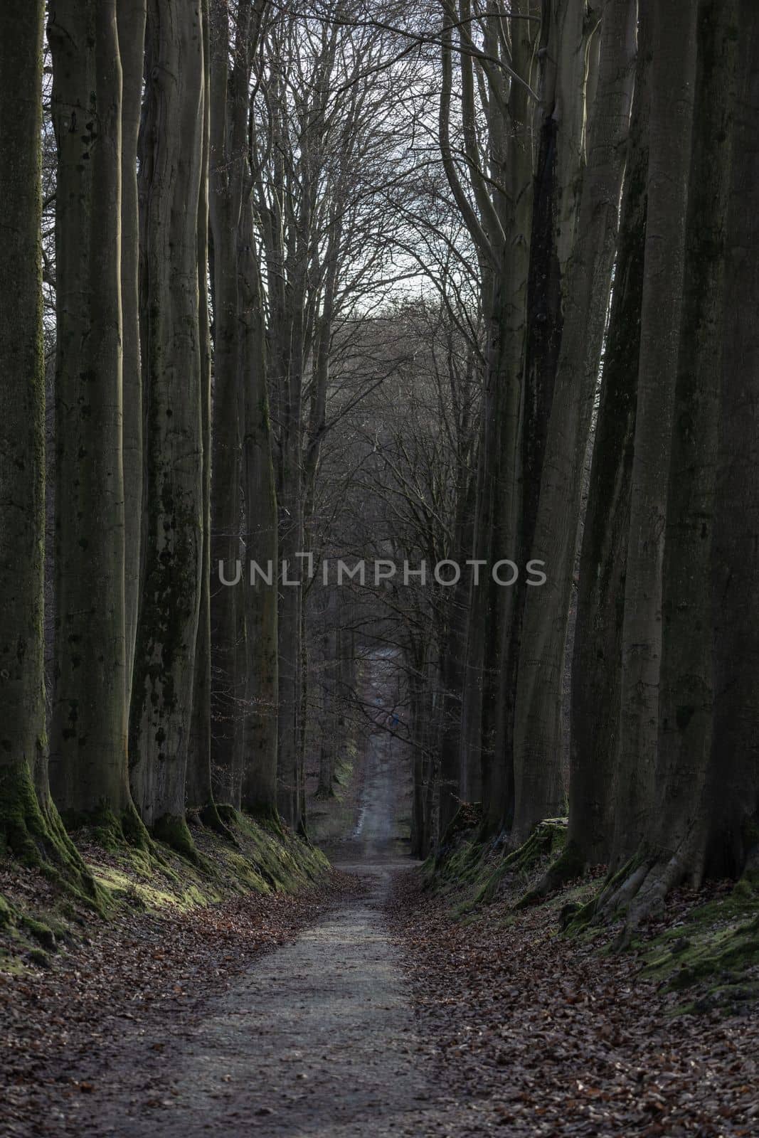 Path in autumn forest. Calm Fall Season. Beautiful Landscape With Road In Autumn Forest