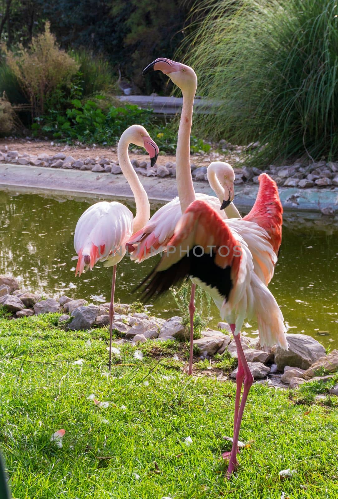Pink flamingos at the pond in the safari park Badoca close up