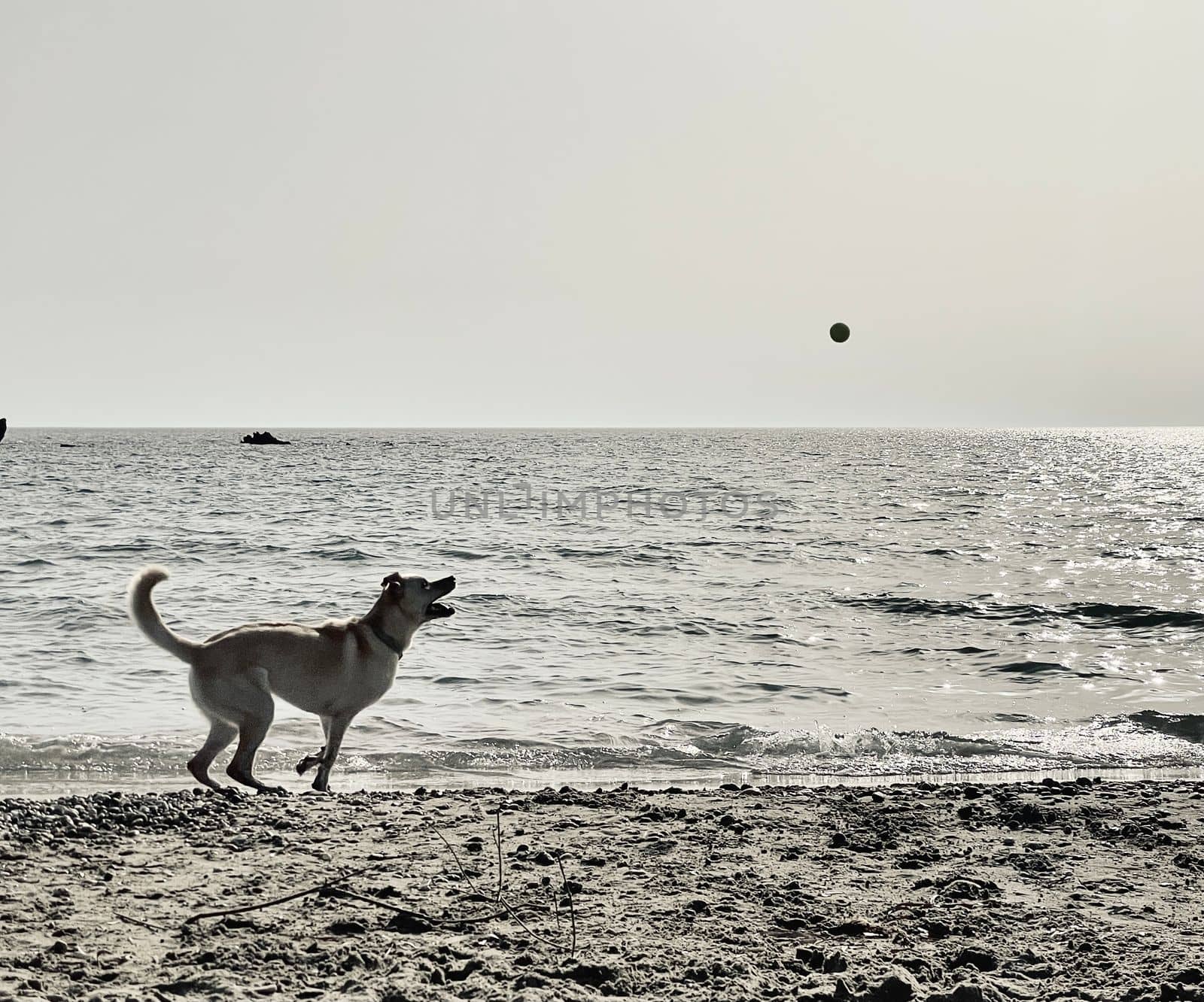 Fit and active dog playing with a ball on the beach in the sea during summer vacation. black and white photo with copy space by Costin