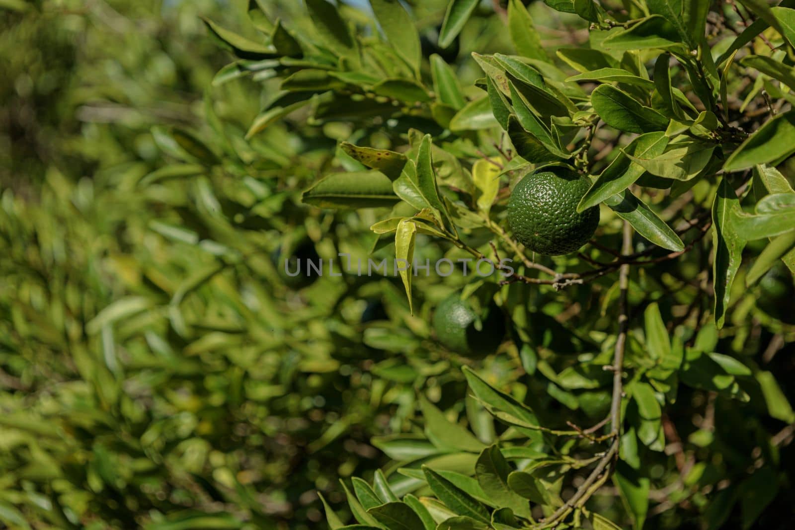 Mandarin tree with ripe fruits. Branch with fresh ripe tangerines and leaves in garden