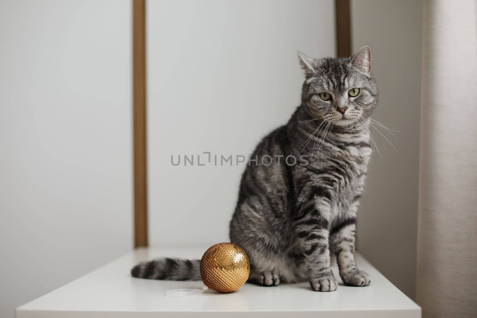 Cute tabby Scottish straight cat playing with a golden Christmas ball at home. New Year concept