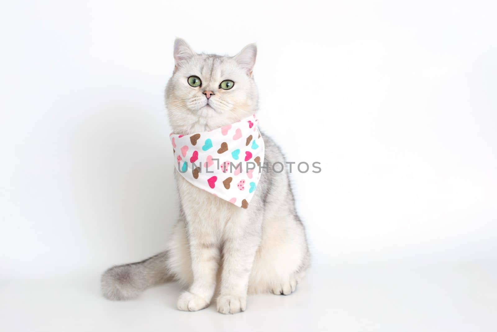A cute white cat sits on a white background, with a triangular neckerchief in hearts. Copy space