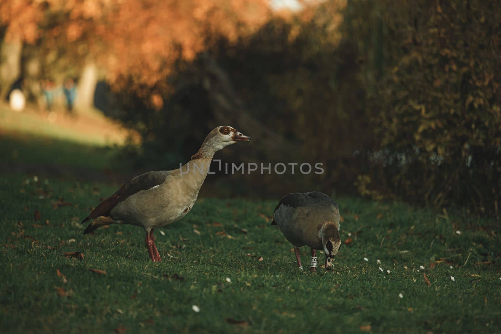 Couple of geese walking in park. Family of Egyptian geese. Horizontal photo