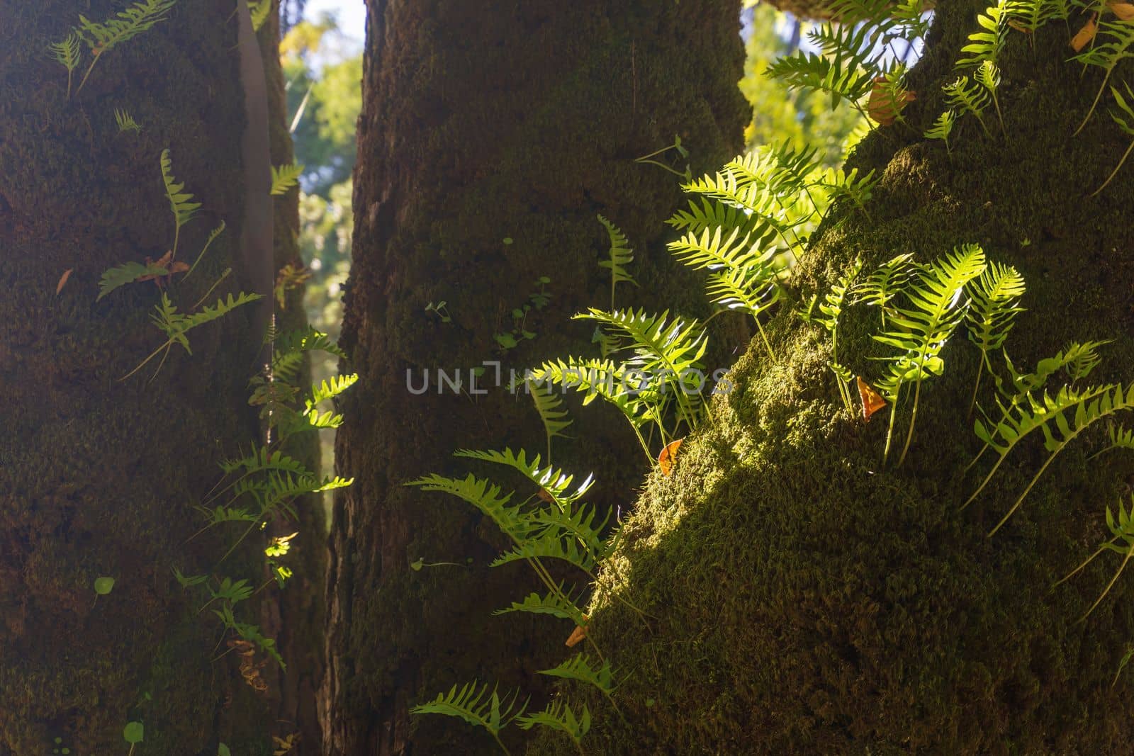 Young fern leaves germinated on a tree trunk in the rays of the sun