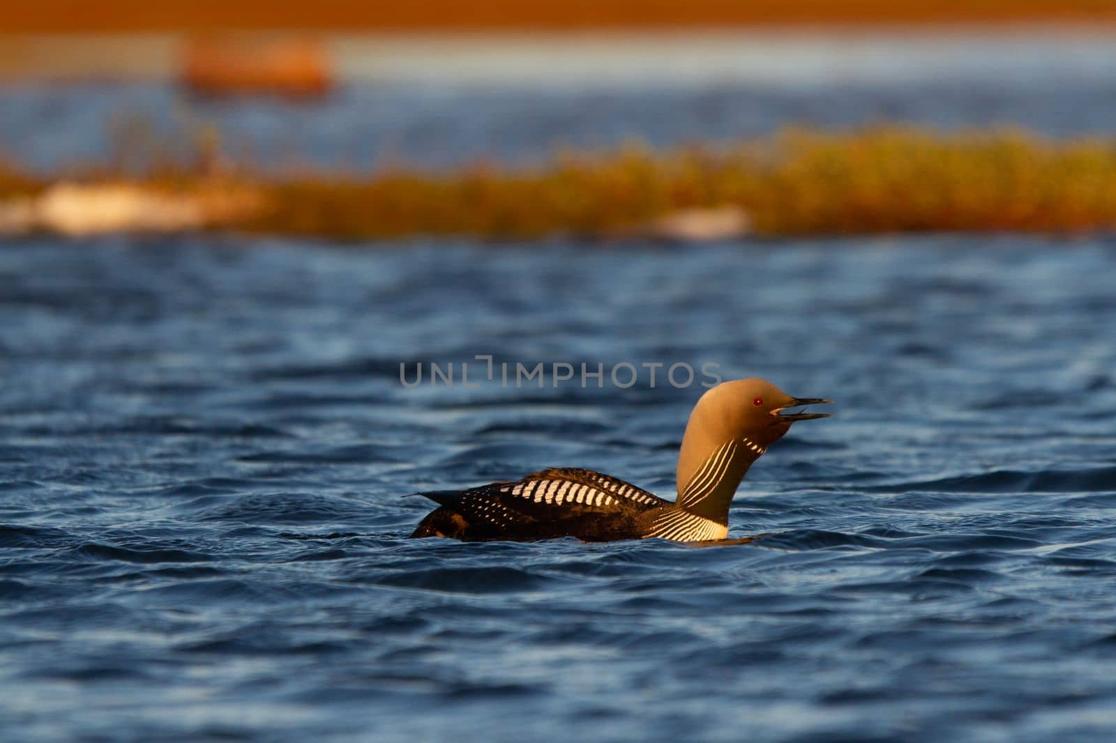 An adult Pacific Loon or Pacific Diver swimming around in an arctic lake while calling by Granchinho