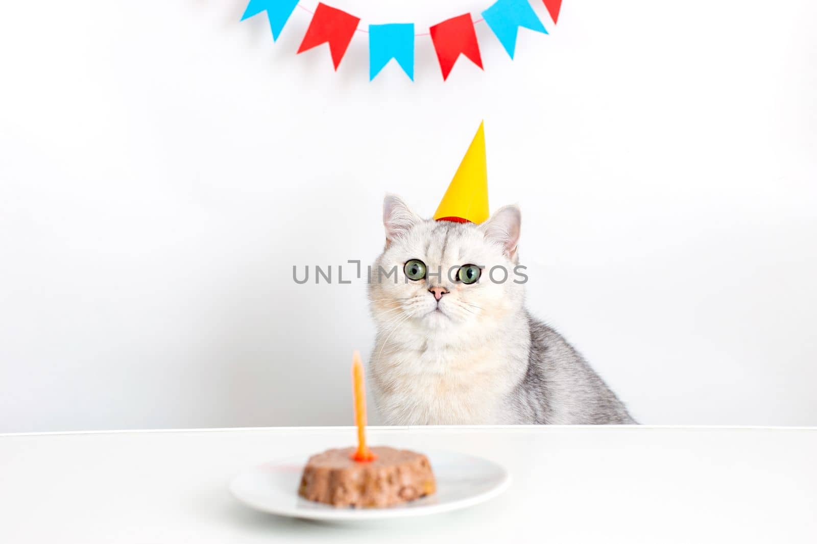 A beautiful white british cat in a yellow paper cap sits at a white table with a canned cat cake with a candle and licks his lips. Copy space