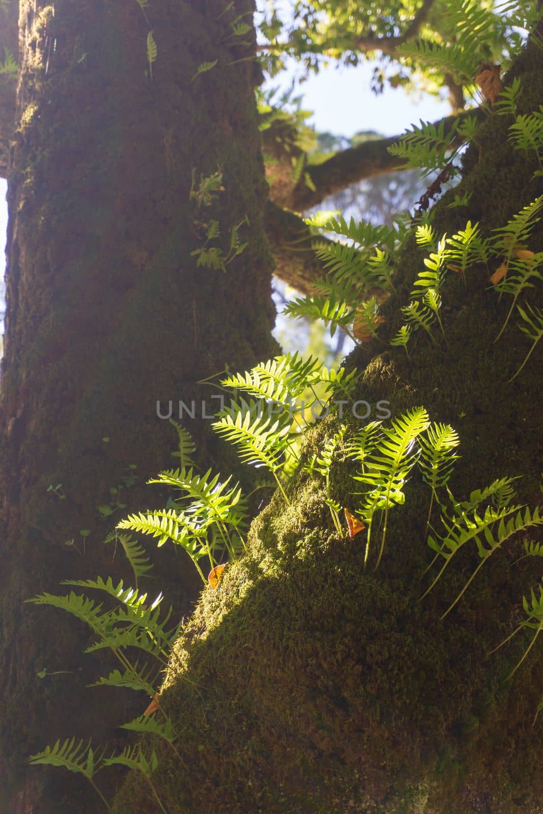 Young fern leaves germinated on a tree trunk in the rays of the sun