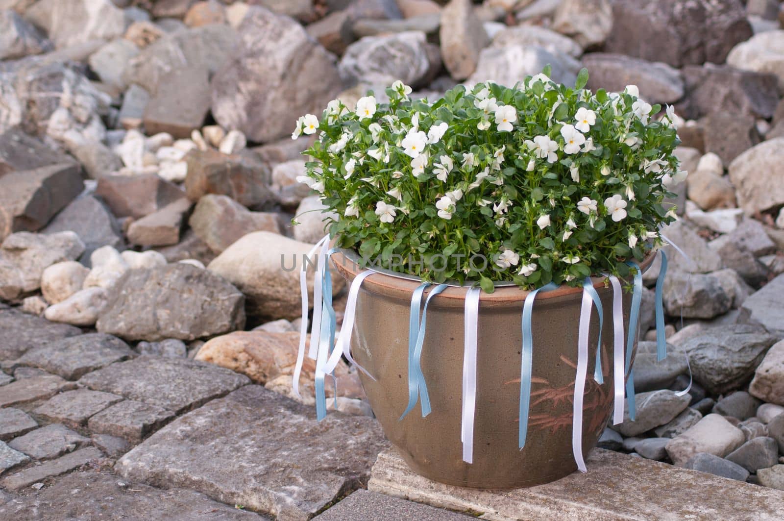 beautiful flower bed bouquet of white pansies in a container with satin ribbons wedding decorations. High quality photo