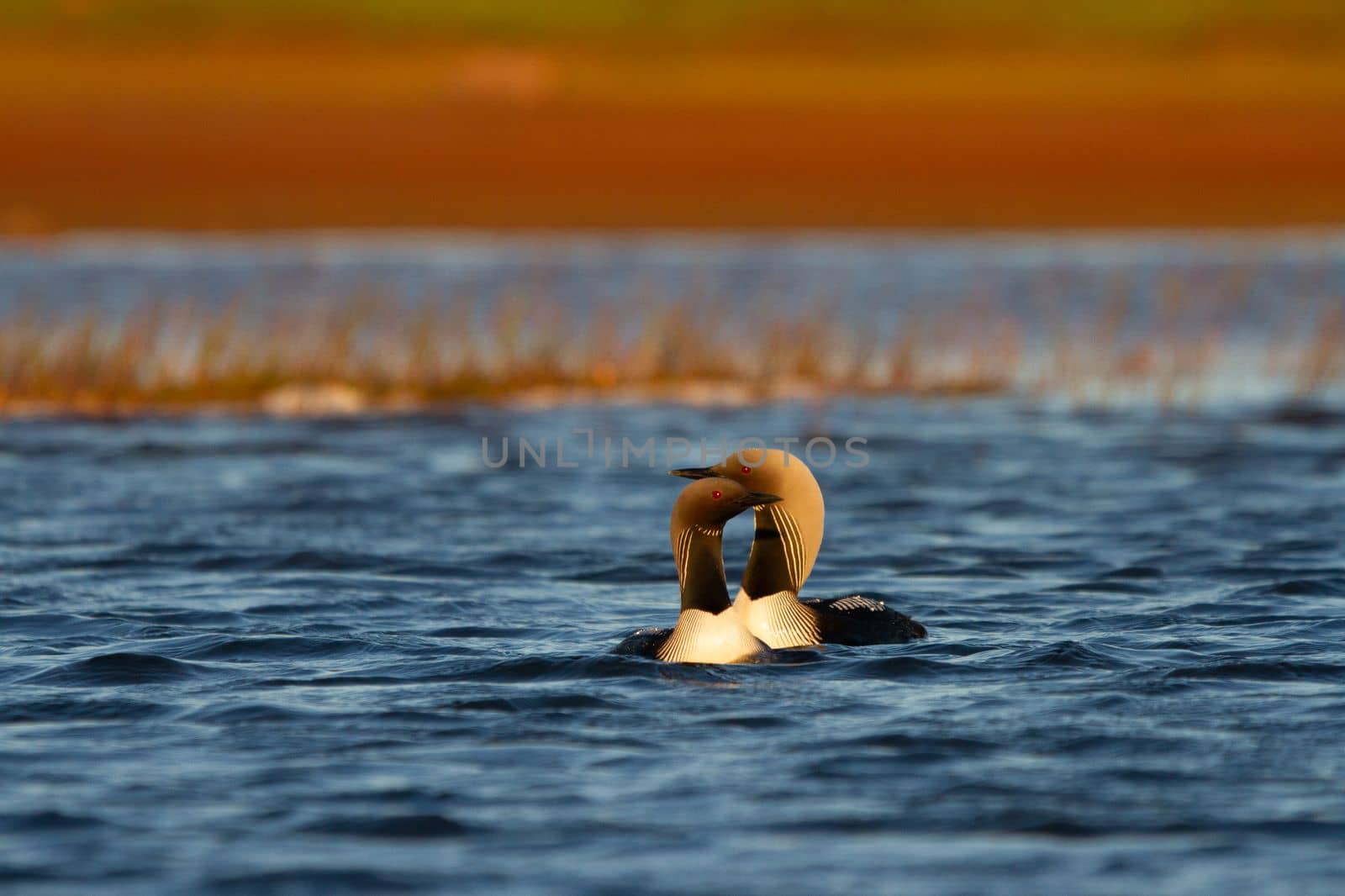 Two adult Pacific Loon or Pacific Diver swimming around in an arctic lake with willows in the background, Arviat Nunavut
