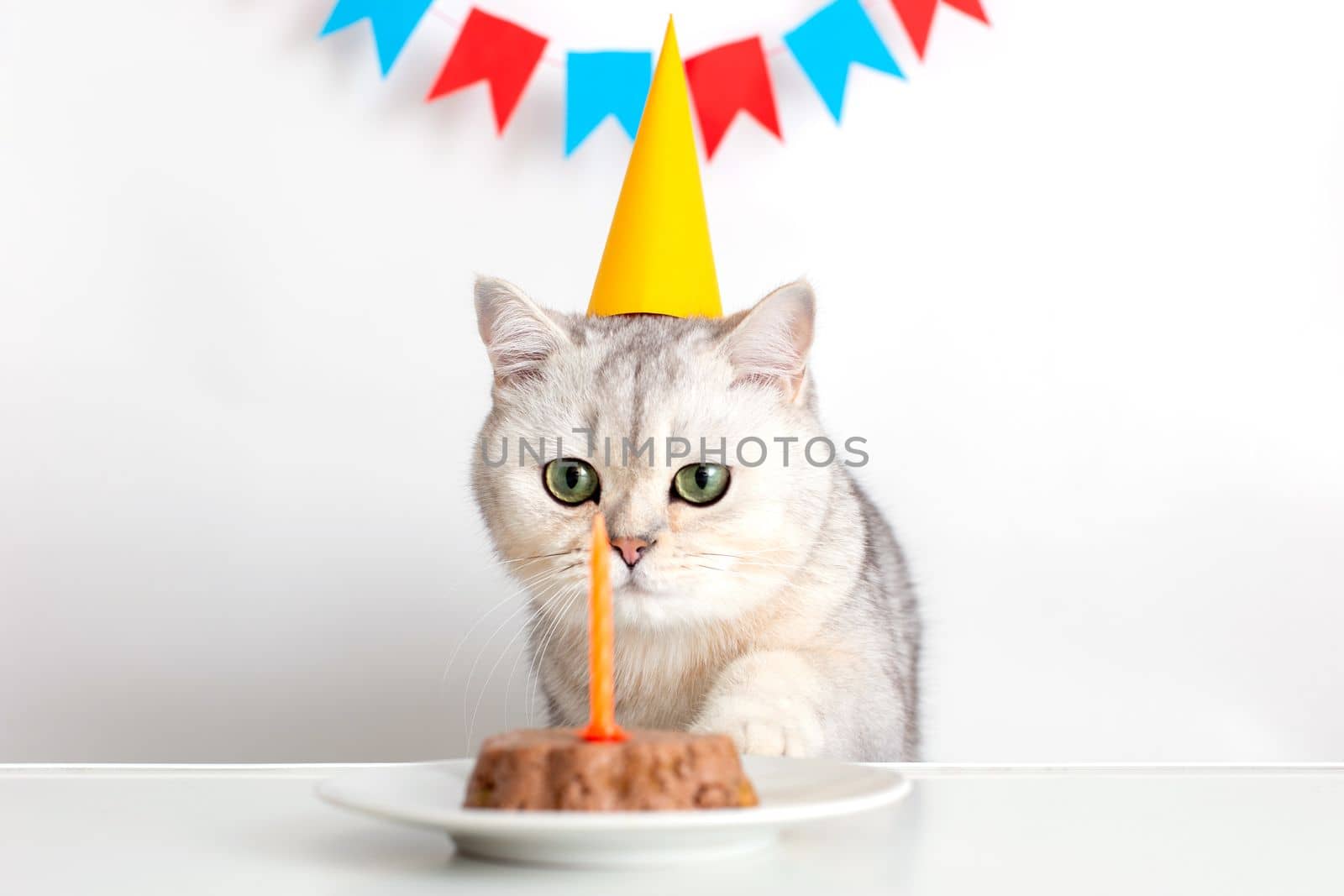 A funny cat in a yellow paper cap sits at a white table and looks at a candle in a canned cat cake. Multi-colored flags hang in the background. Close up