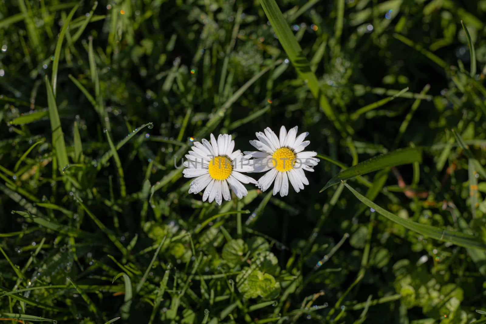 Green meadow with daisies in top view. White flowers on the lawn top view