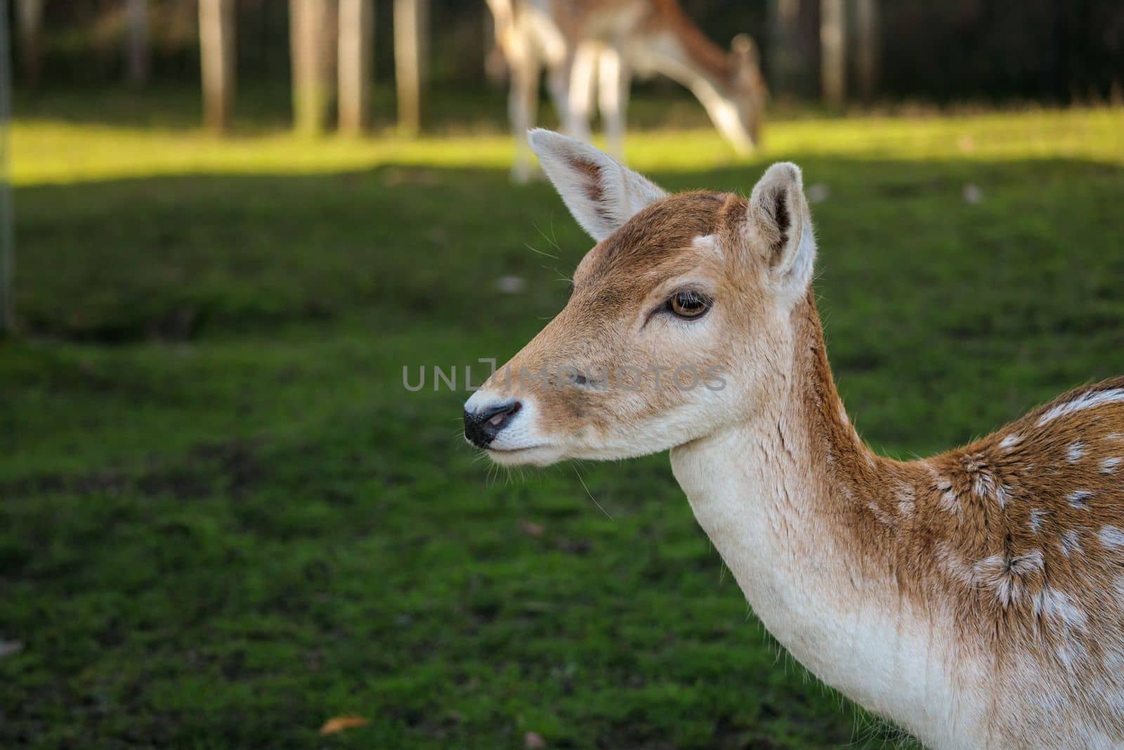 Close-up at Roe deer on the meadow grass. High-quality photo