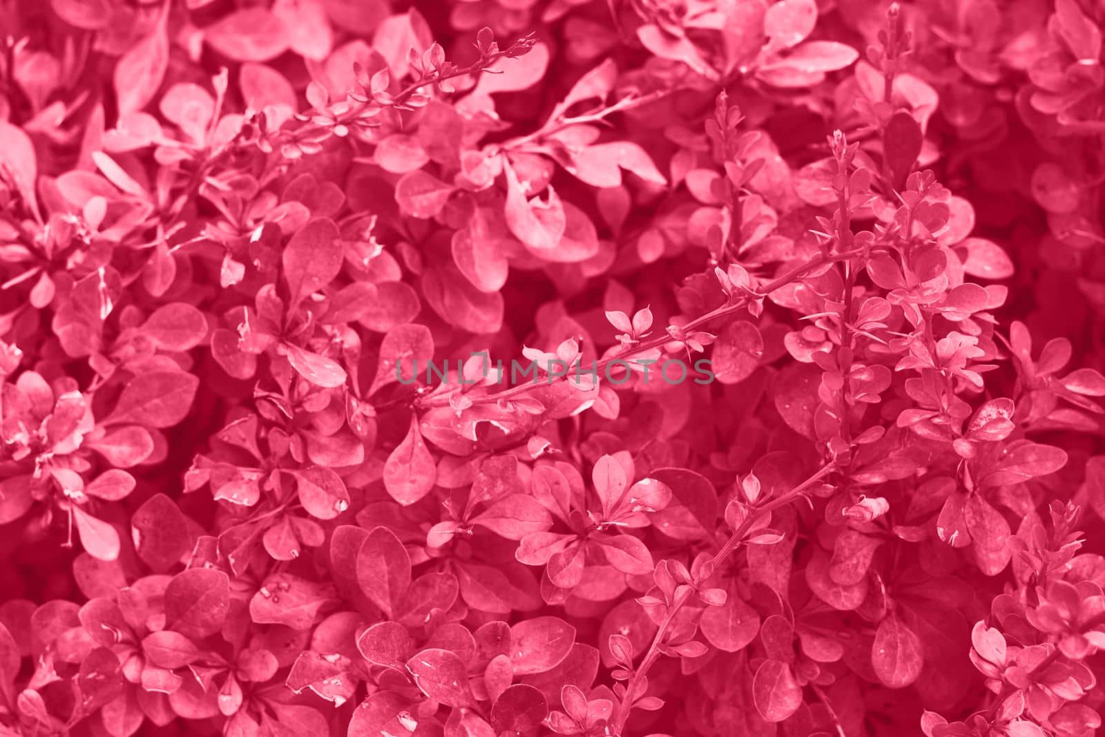 Viva magenta color leaf texture, nature monochrom background. Color of the year 2023. High quality photo