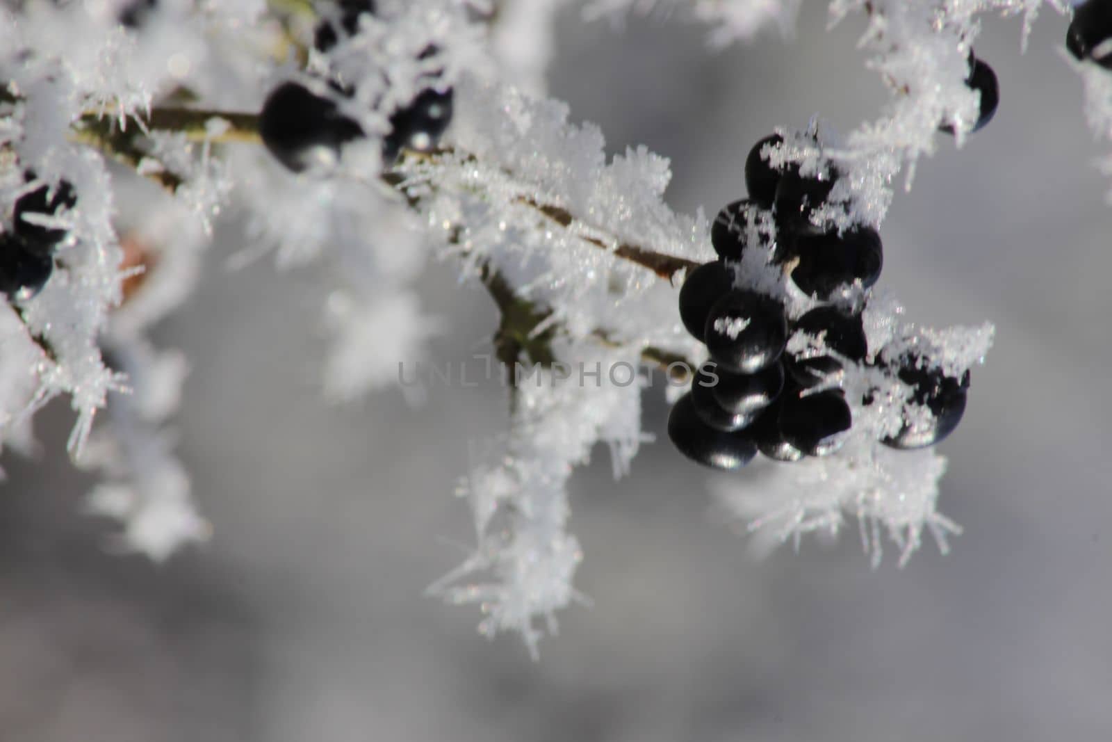 red apple and the privet under the snow. Winter frostbite of shrubby plants. The poisonous black berry has ripened. by Costin