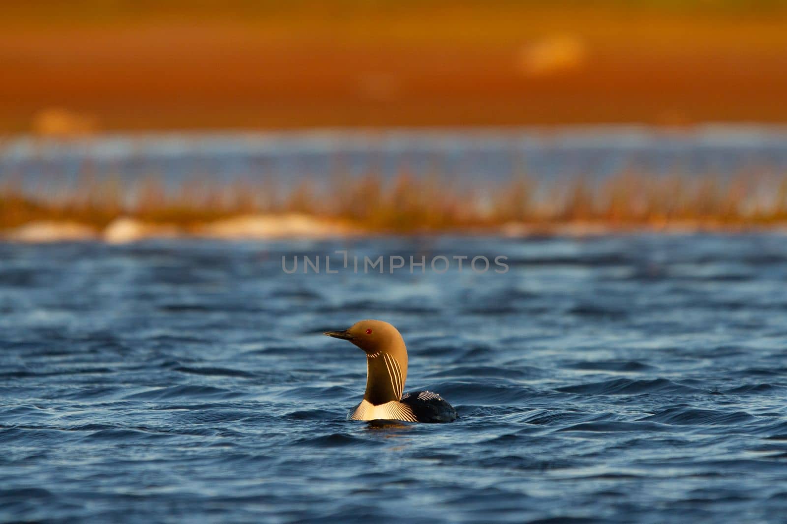 An adult Pacific Loon or Pacific Diver swimming around in an arctic lake with willows in the background, Arviat Nunavut