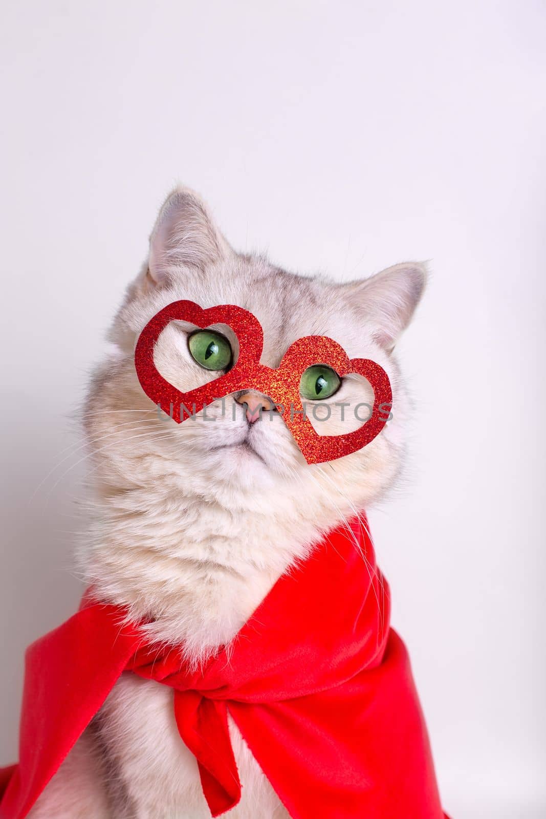 Portrait of a adorable white cat in a red mask in the form of hearts and a red cape. by Zakharova