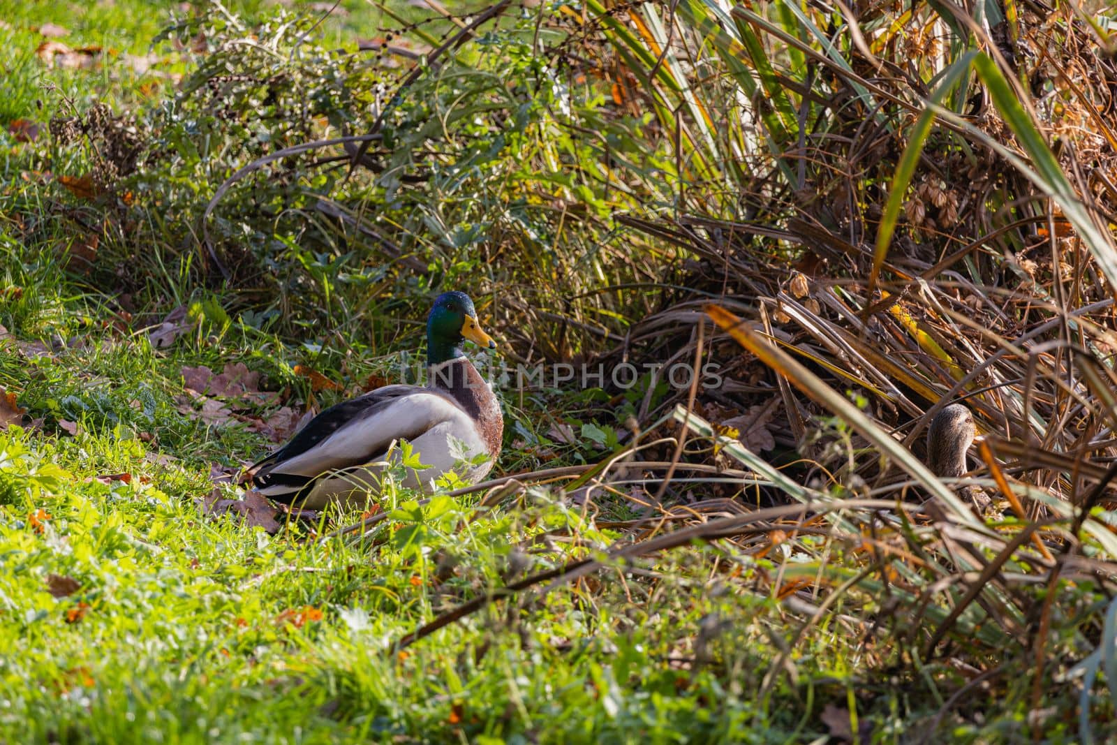 Drake Mallard male duck standing in grass on the lake shore. Mallard side view Portrait in soft focus