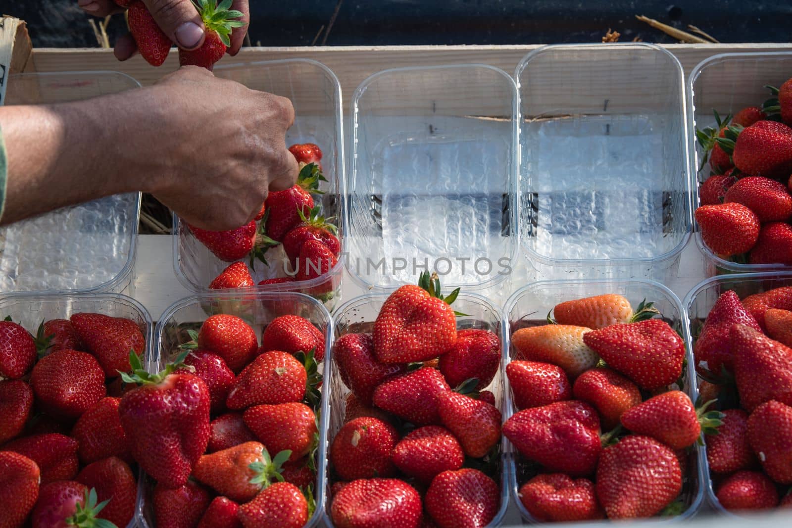 France, Gironde, May 2022: Box with ripe red strawberry while working on strawberry greenhouse field. High quality 4k footage