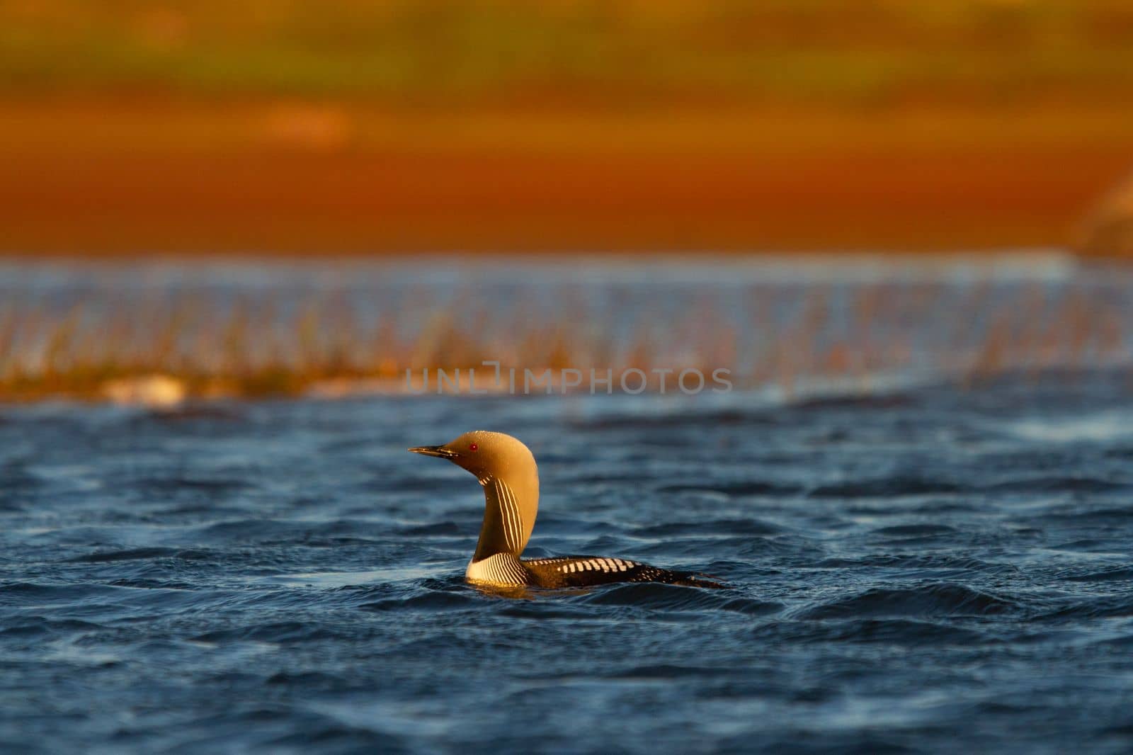 An adult Pacific Loon or Pacific Diver swimming around in an arctic lake with willows in the background by Granchinho