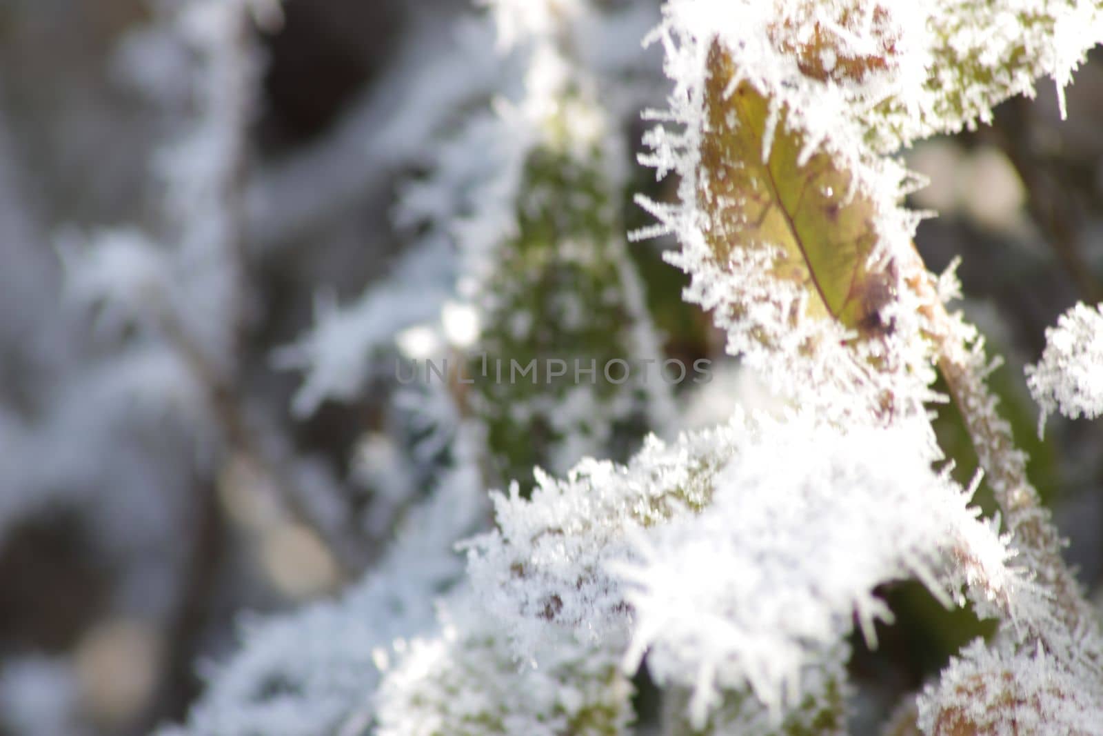 Winter Tree, lots of snow covers branches. Seasonal winter background with copy space by Costin