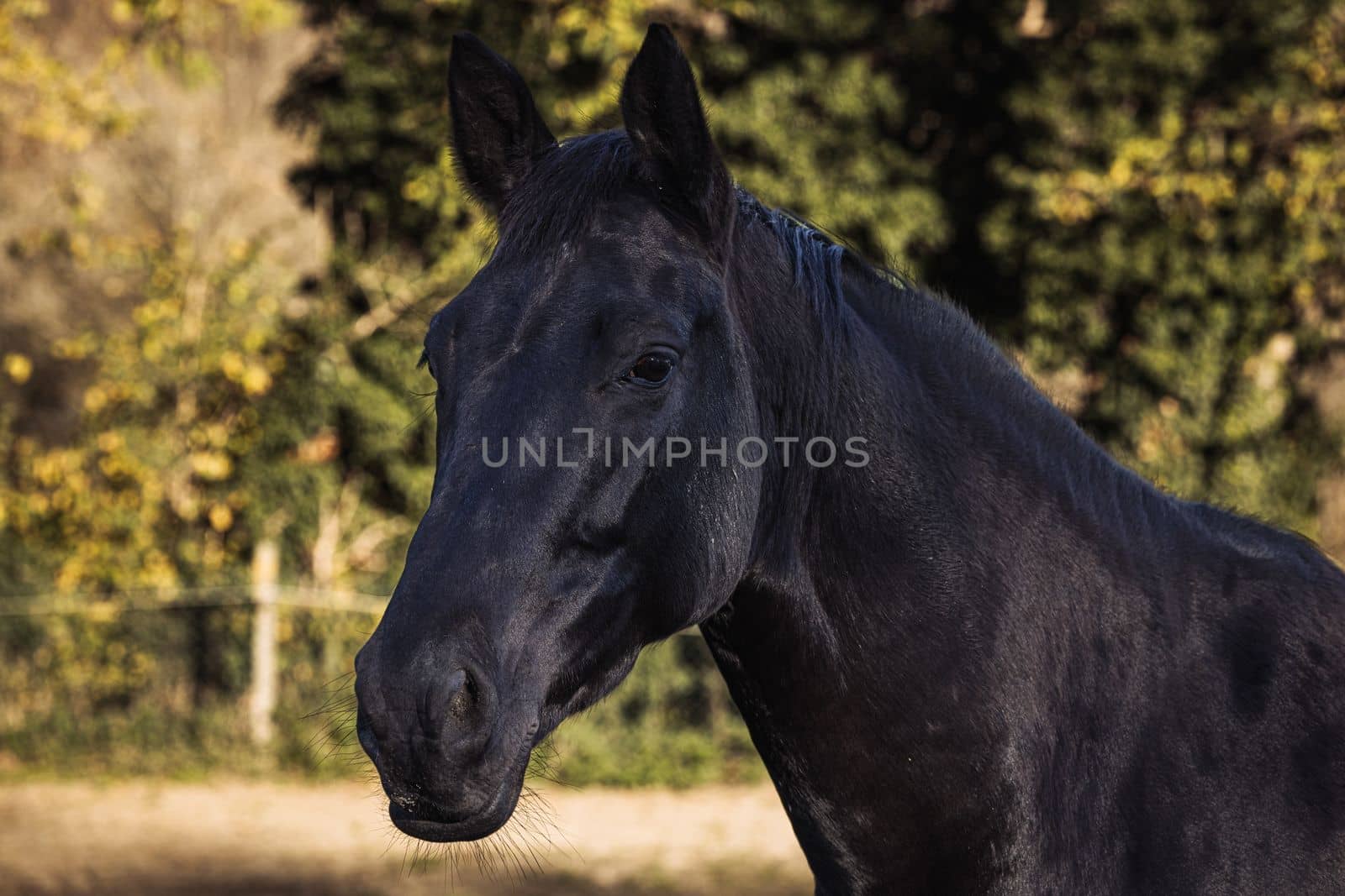 Close up portrait of Head of black horse outdoors