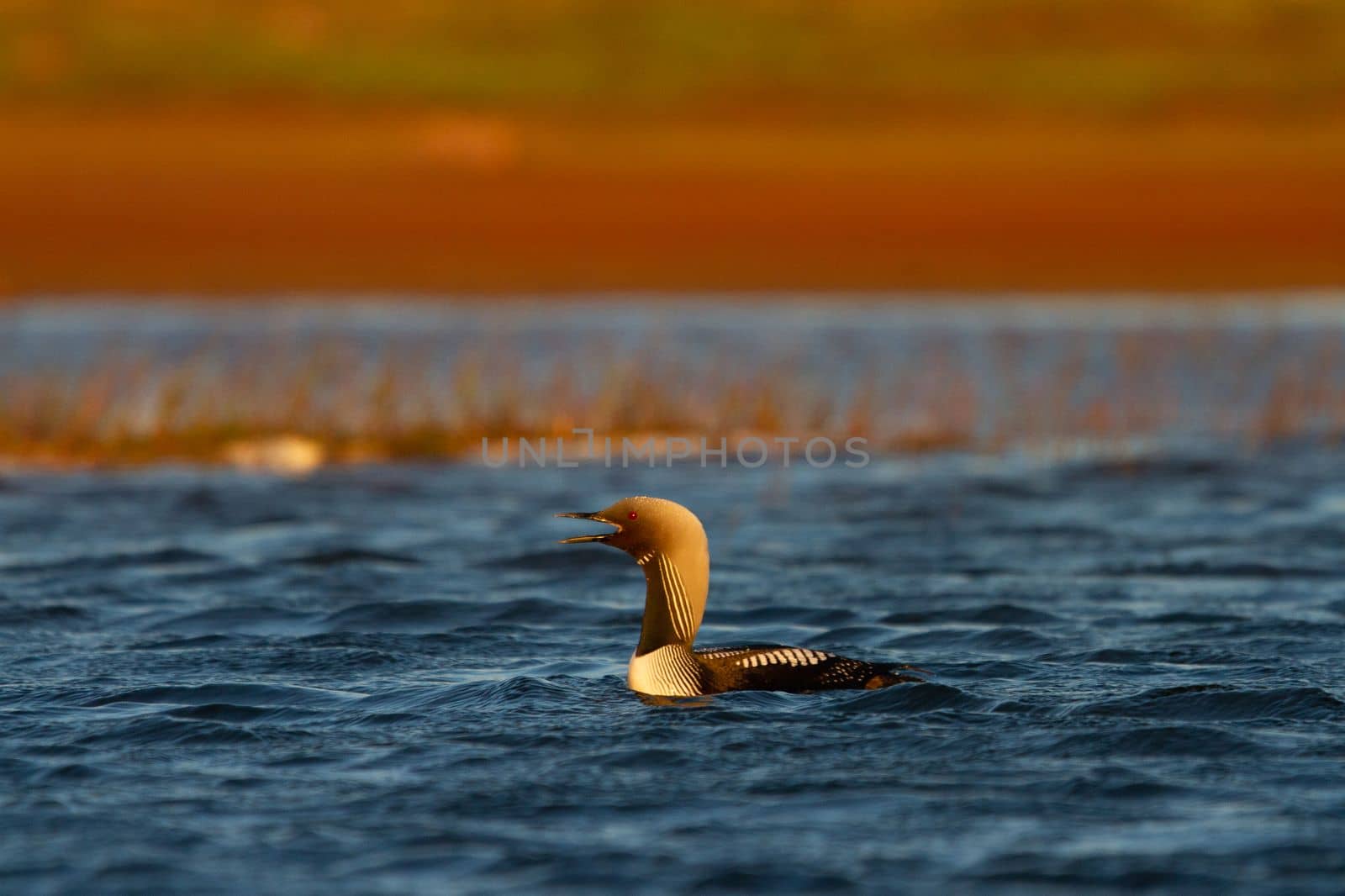 An adult Pacific Loon or Pacific Diver swimming around in an arctic lake with willows in the background, Arviat Nunavut