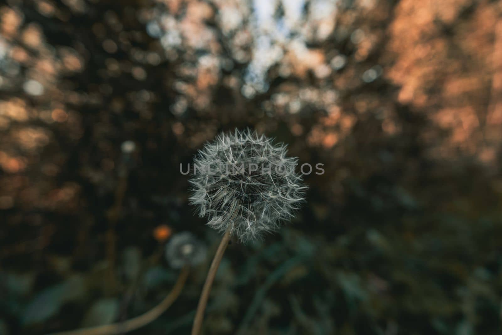 Ripe dandelion in autumn forest with blurred background horizontal photo