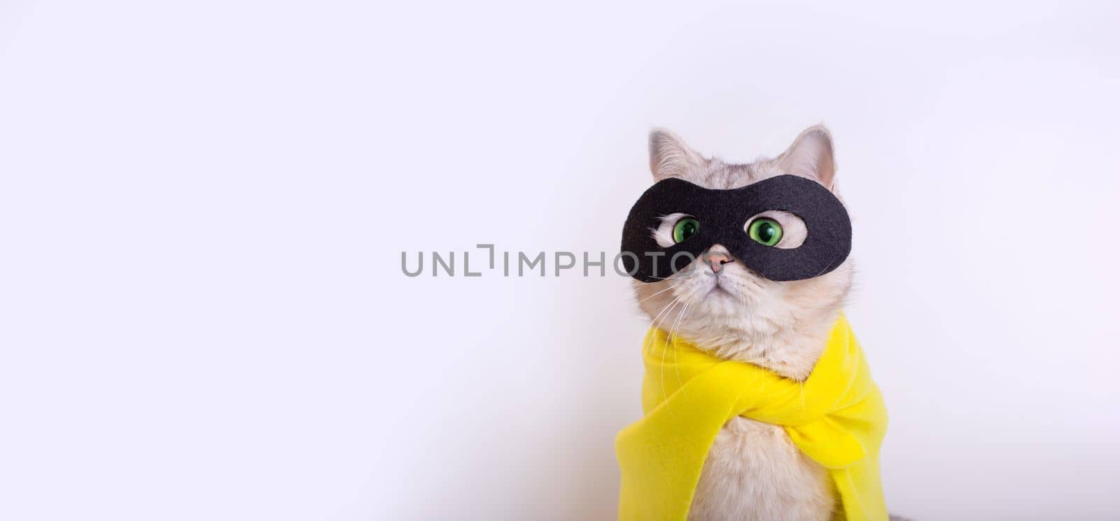 Wide banner with white cat in a black mask look up , on white background by Zakharova