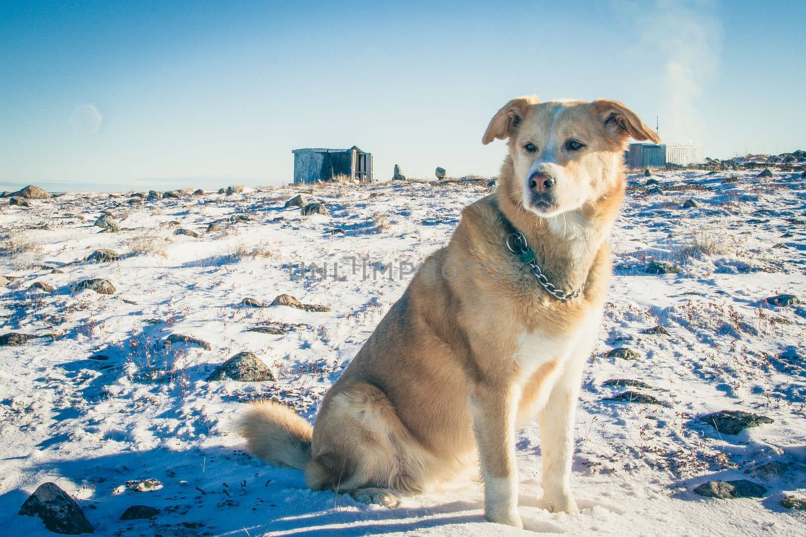 Close-up of a yellow Labrador dog staring with a snowy arctic landscape in the background, near Arviat, Nunavut Canada