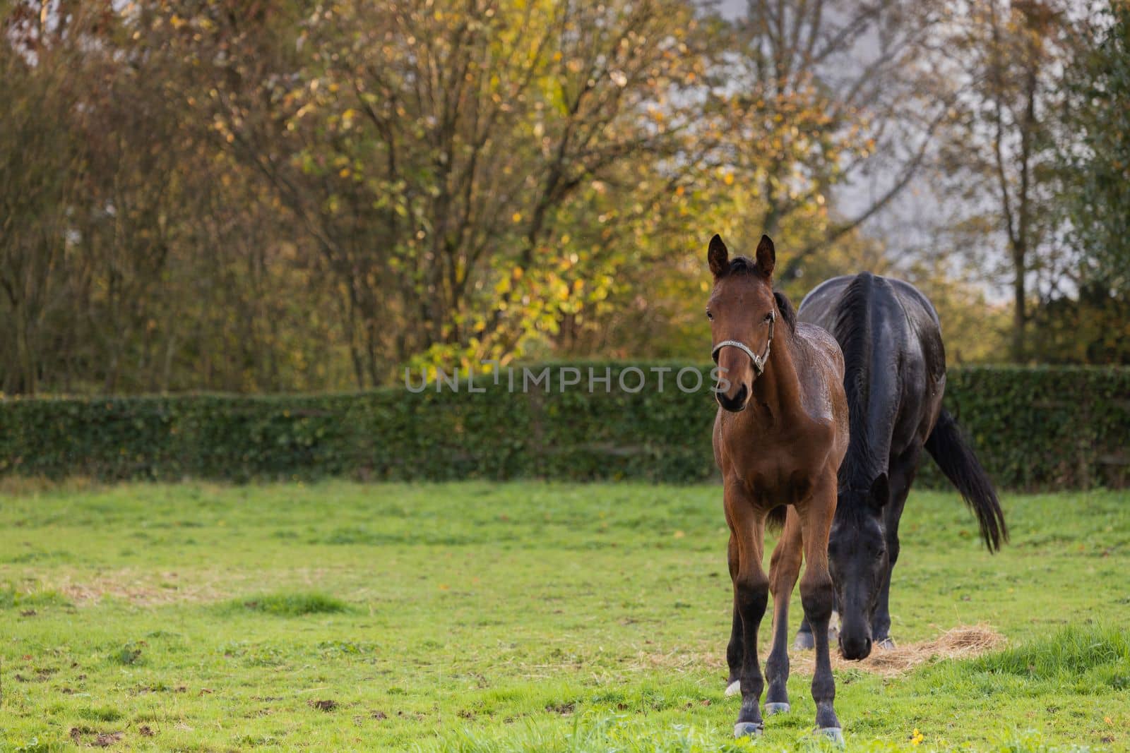 Mare and her beautiful foal. Horse with foal. Horse close-up photo