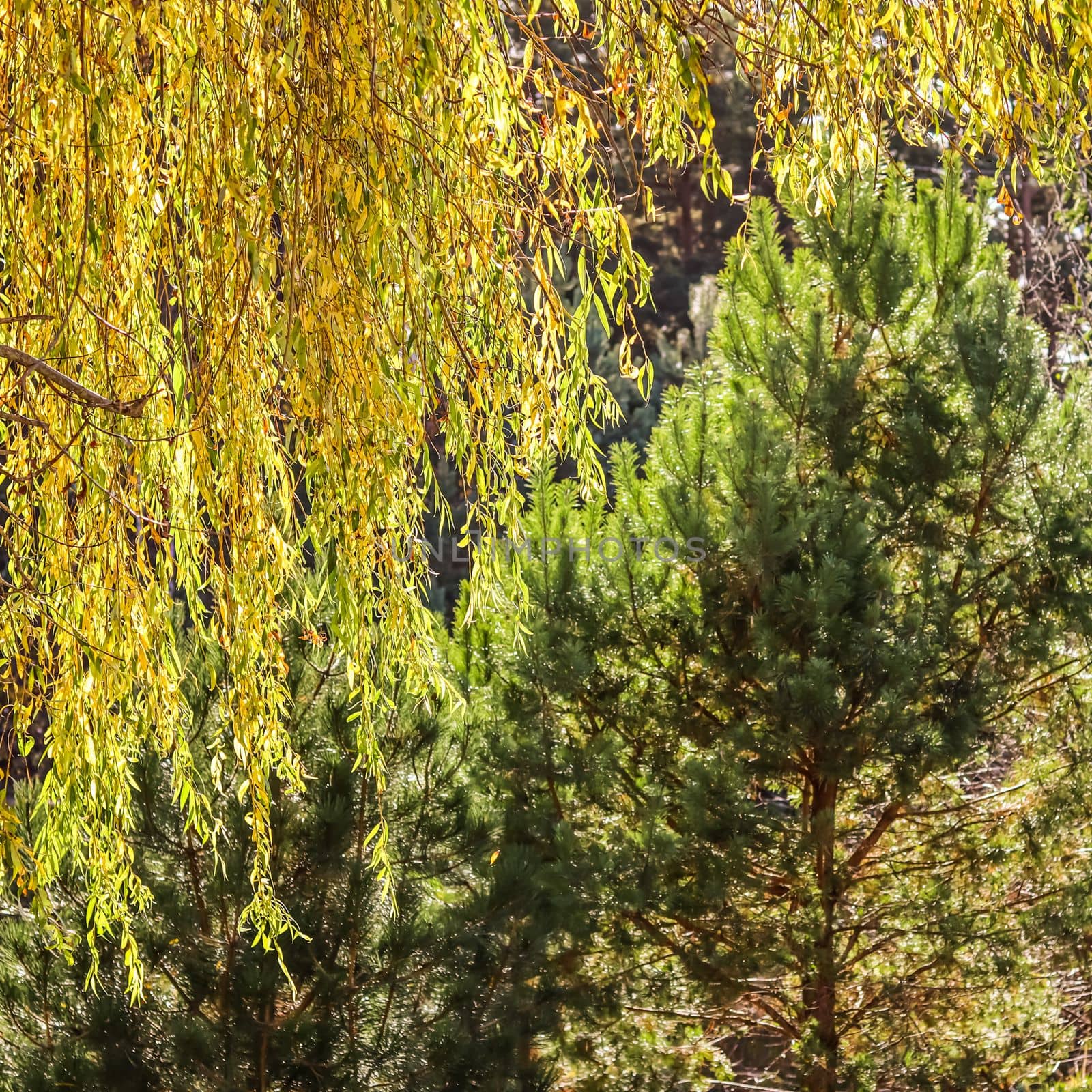 Yellow willow leaves in sunlight and green pine. Autumn natural background