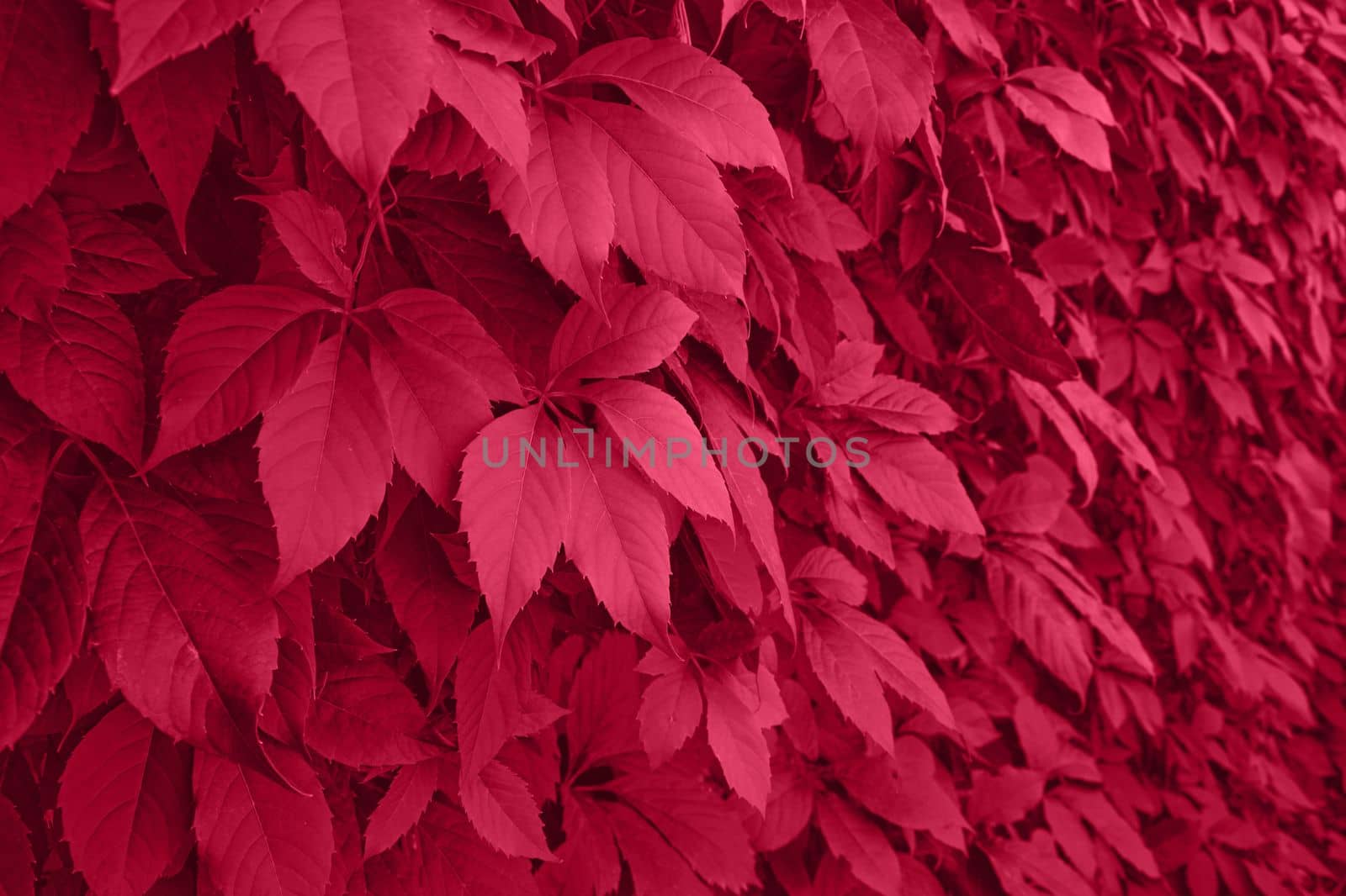 Viva Magenta grape leaves on the wall close-up. Wild grapes monochrome background. Color of the year 2023. High quality photo