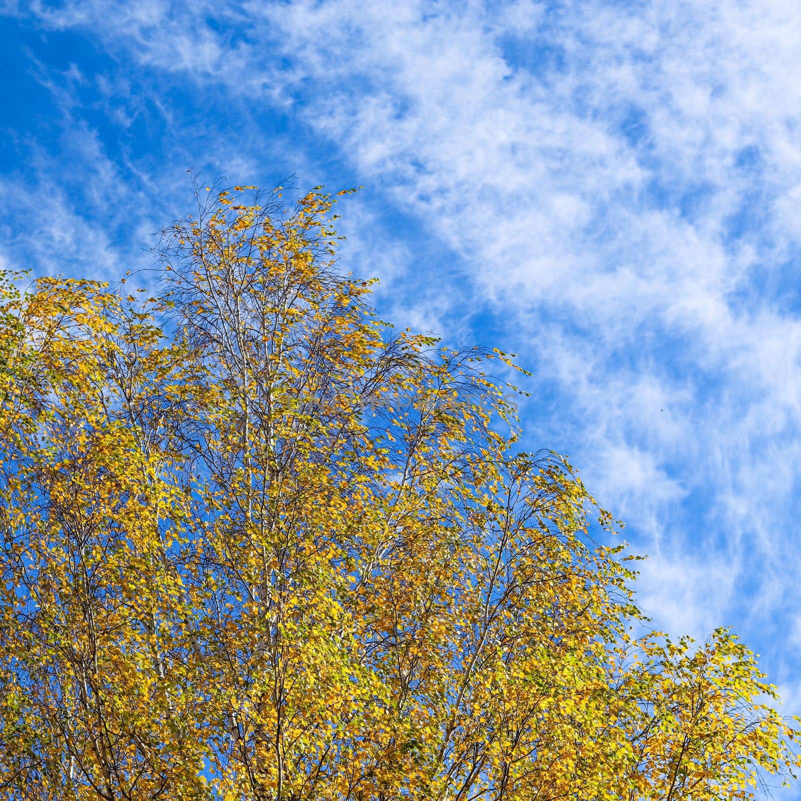 Autumn background. Bright yellow leaves on birch branches against blue sky with clouds