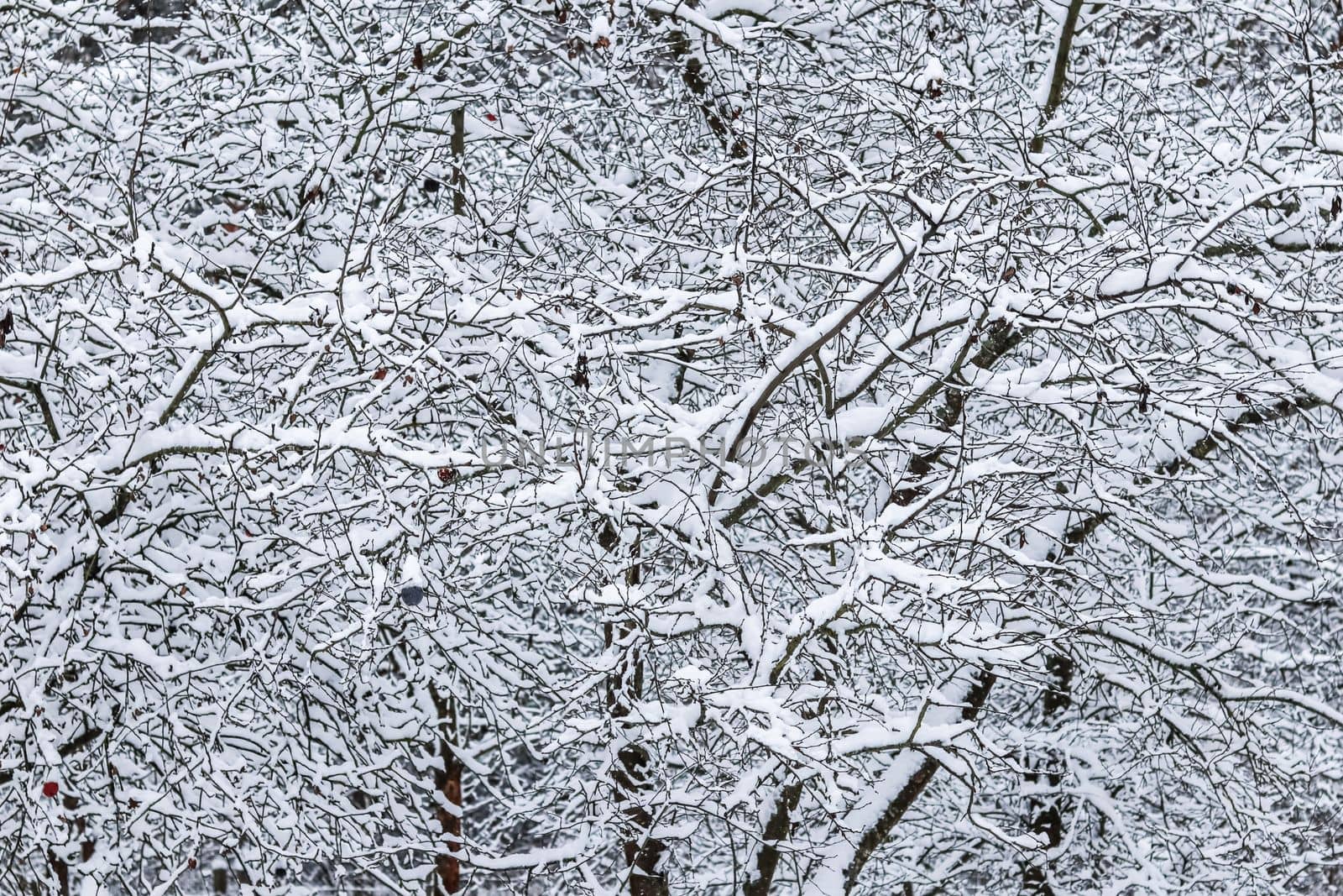 Fluffy snow-covered trees branches, nature scenery with white snow and cold weather. Snowing landscape, winter holiday concept