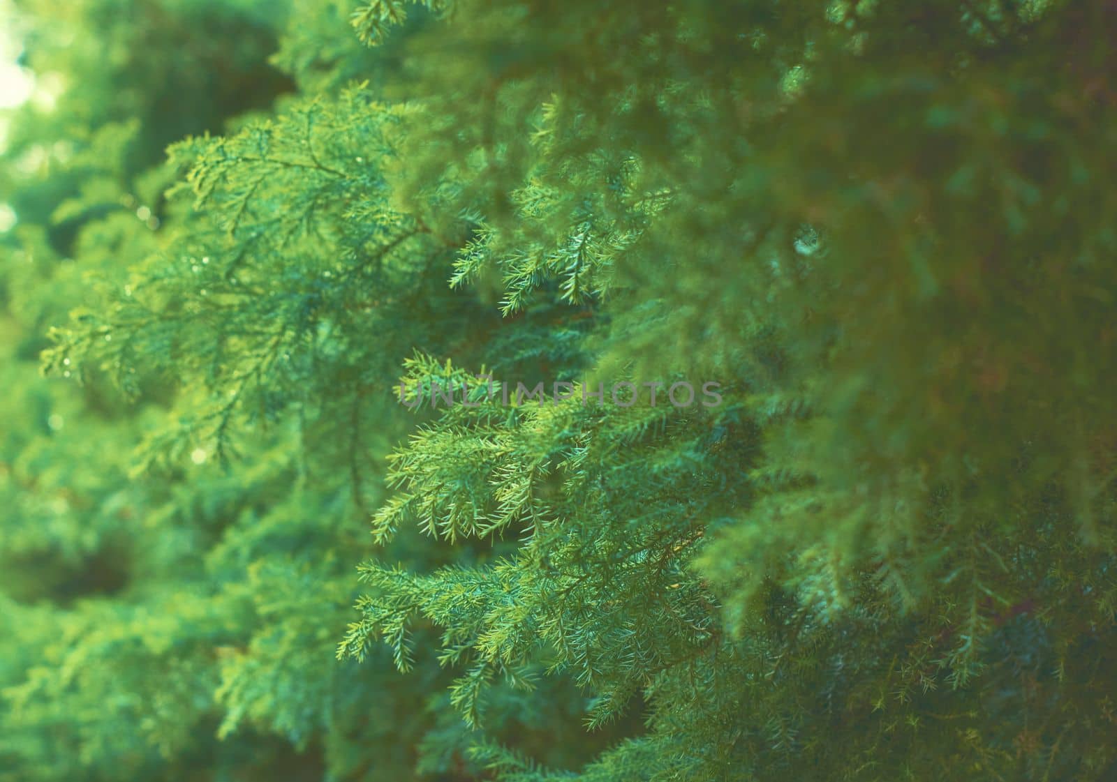 Fir branches green spruce. Close up. Spruce needles. Fluffy Christmas tree spruce.