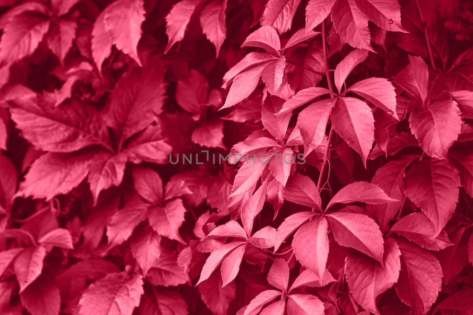 Viva Magenta grape leaves on the wall close-up. Wild grapes monochrome background. Color of the year 2023. High quality photo
