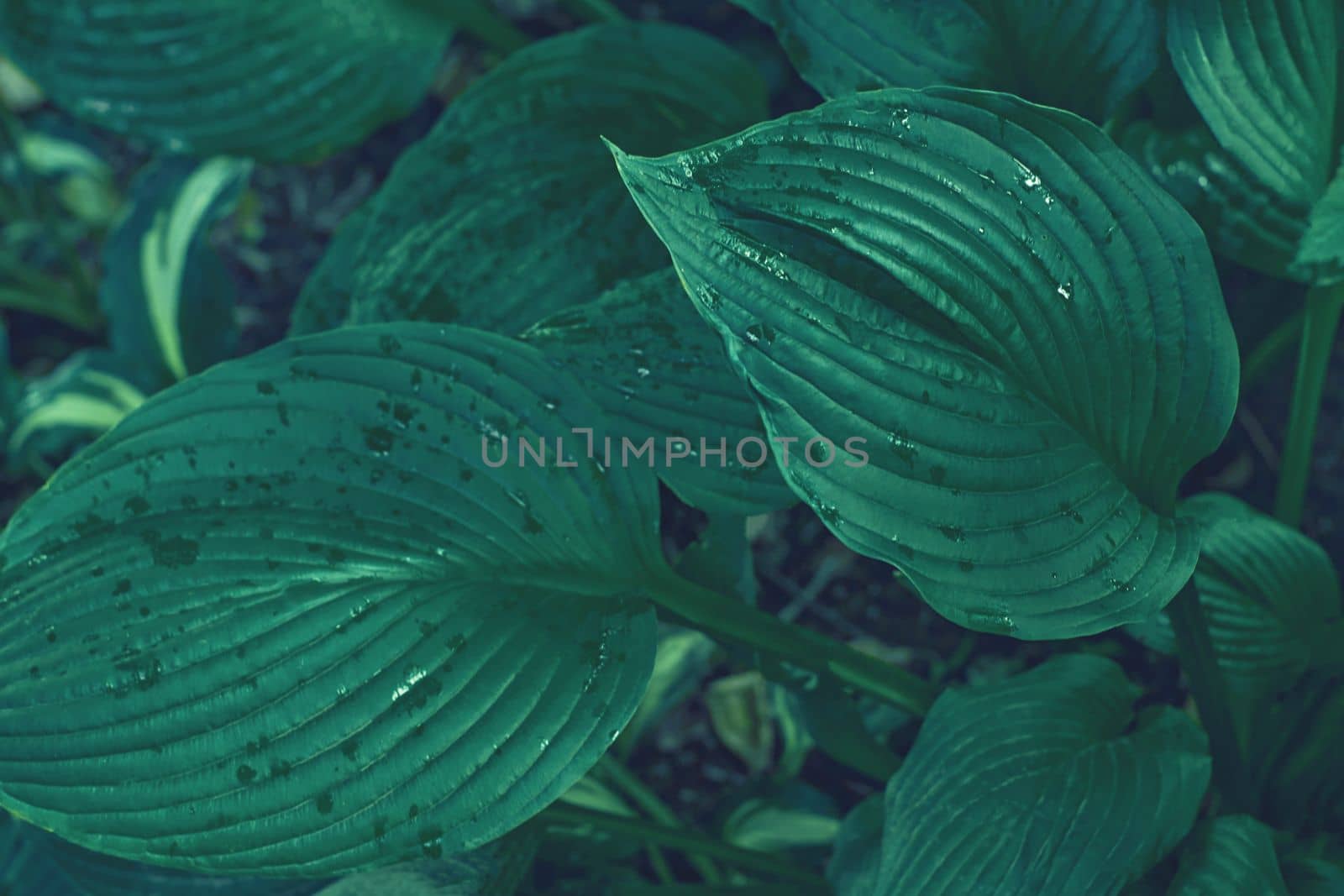 Hosta sieboldiana green leaf texture. Leaves texture background. Creative layout of green leaves. Nature background. High quality photo