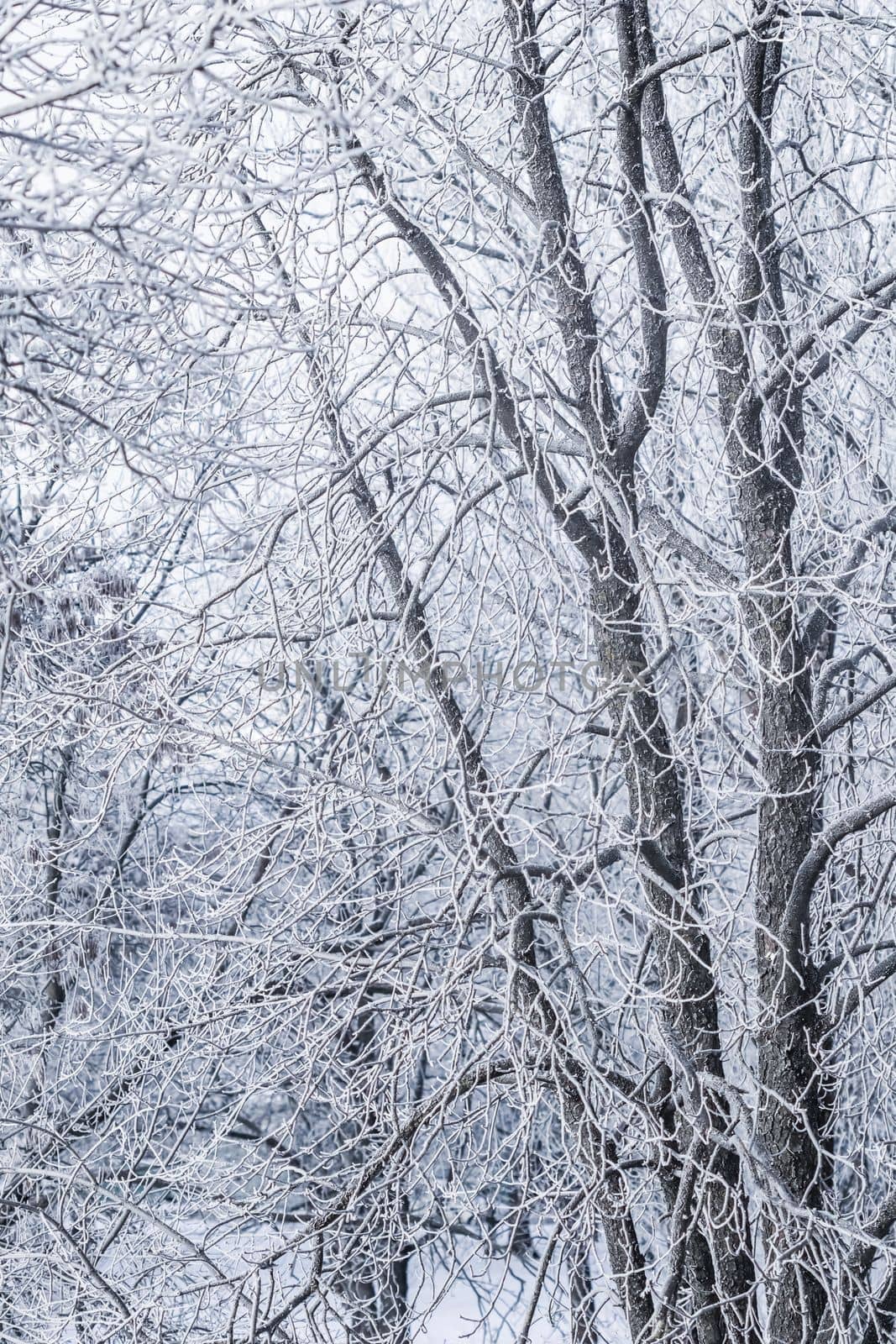 Background of tree branches covered with frost. Landscape of nature with white snow and cold weather. Winter holiday concept